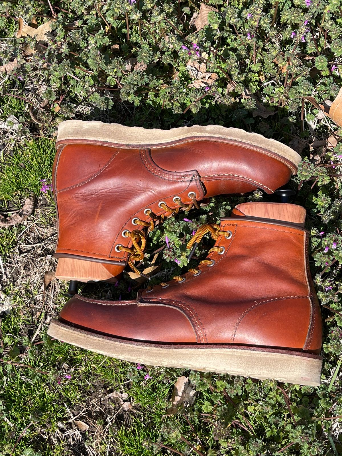 Photo by c.w.hogan on March 4, 2023 of the Red Wing 6-Inch Classic Moc in S.B. Foot Oro Legacy.