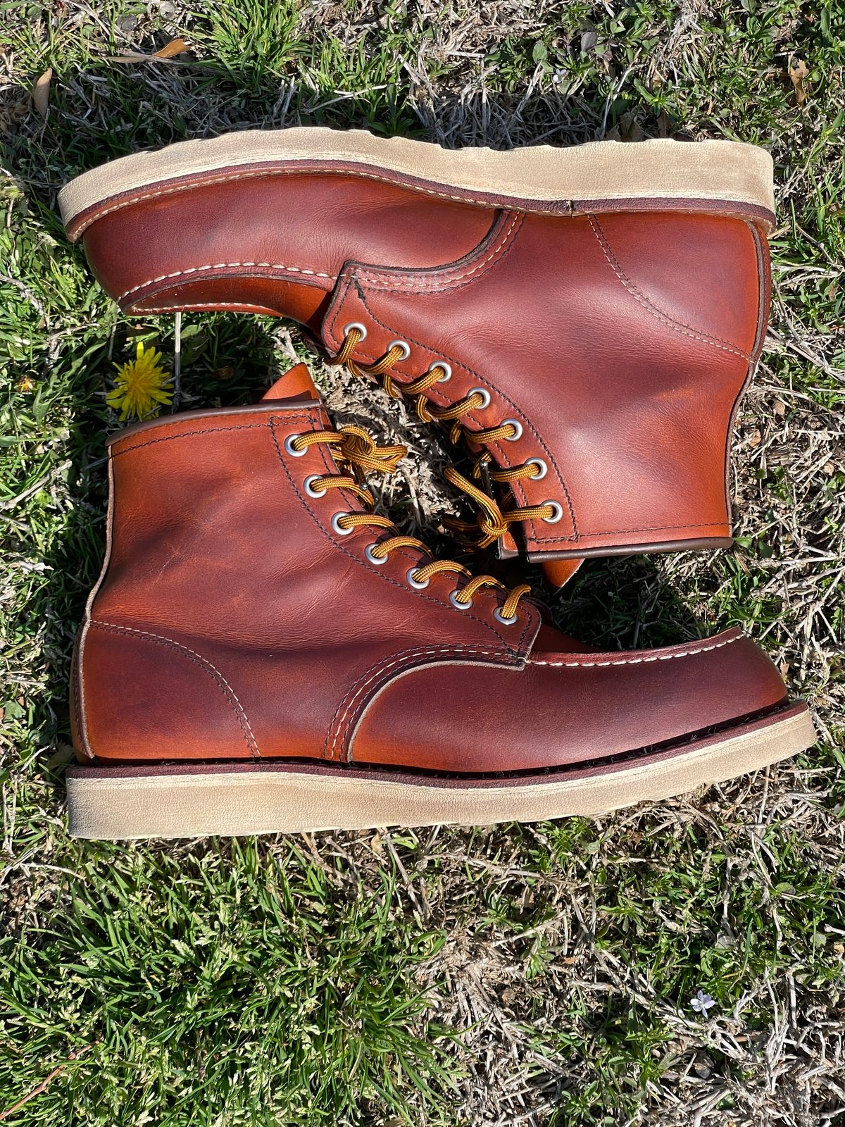 Photo by c.w.hogan on April 3, 2023 of the Red Wing 6-Inch Classic Moc in S.B. Foot Oro Legacy.