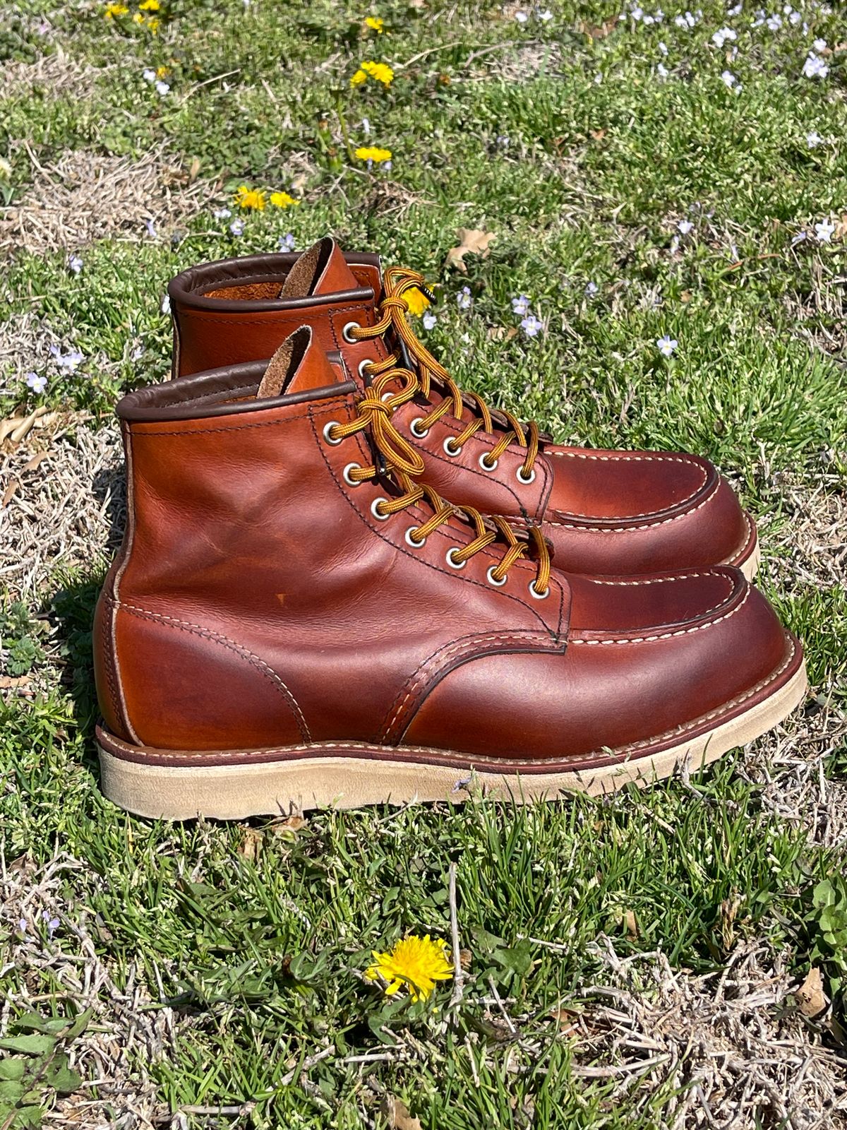 Photo by c.w.hogan on April 3, 2023 of the Red Wing 6-Inch Classic Moc in S.B. Foot Oro Legacy.