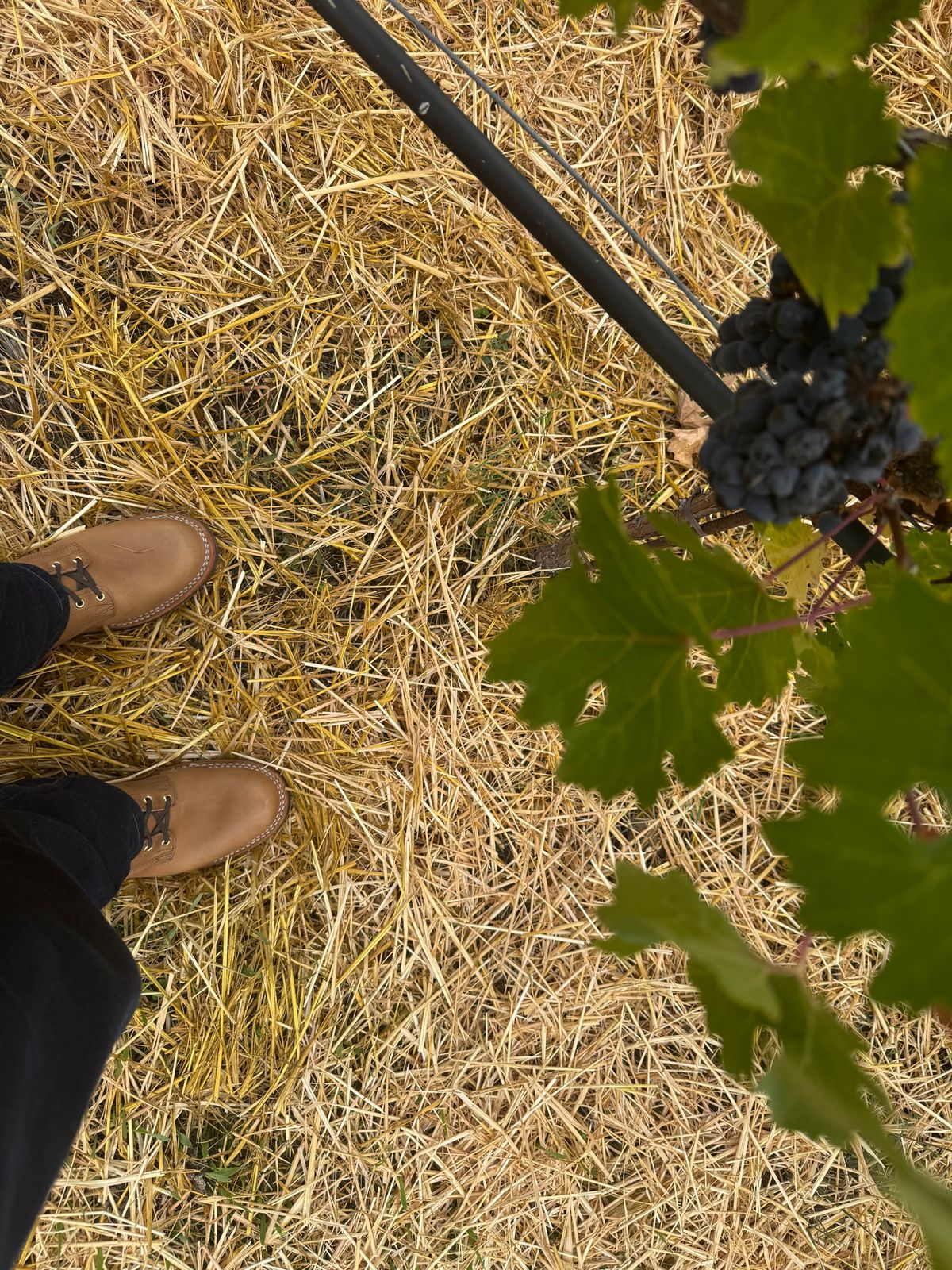 Photo by endlessmike on October 22, 2025 of the Nicks Lace Up Heritage in Horween Natural Cypress.