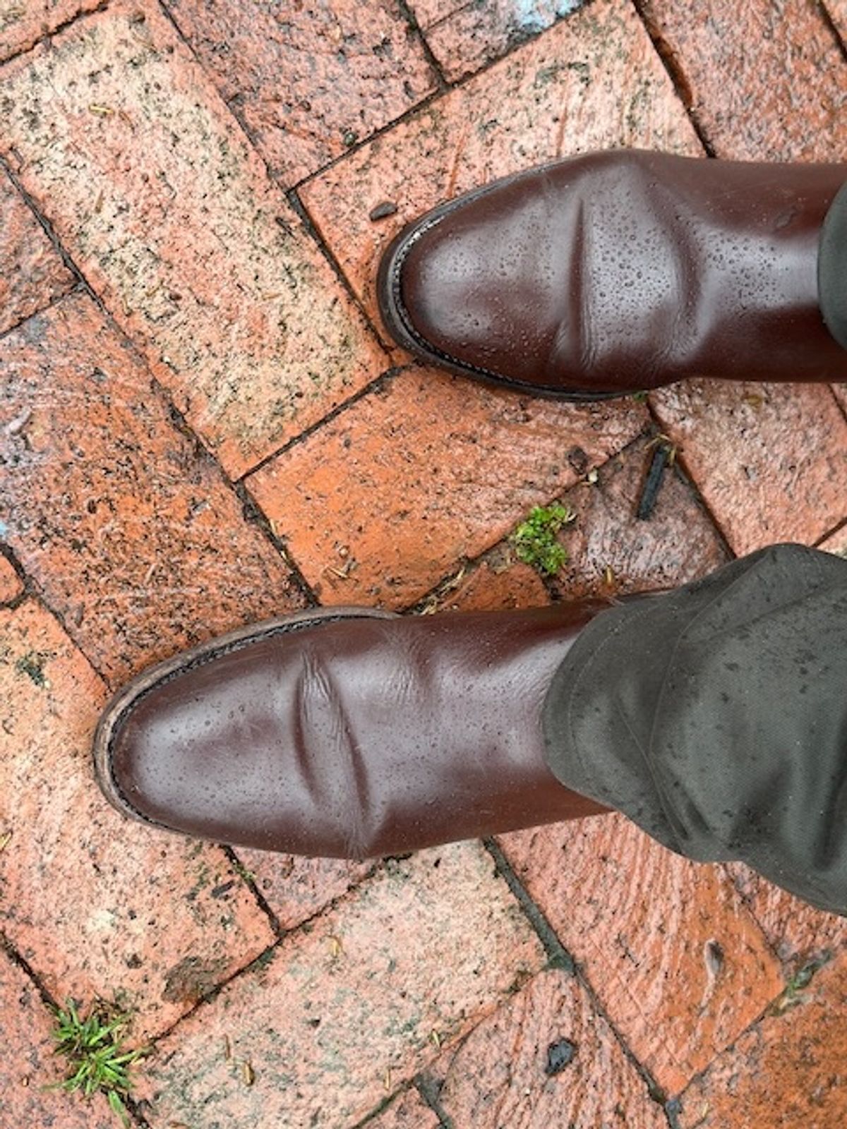 Photo by cows_electronico on March 6, 2024 of the Meermin Chelsea Boot in Du Puy Brown Box Calf.