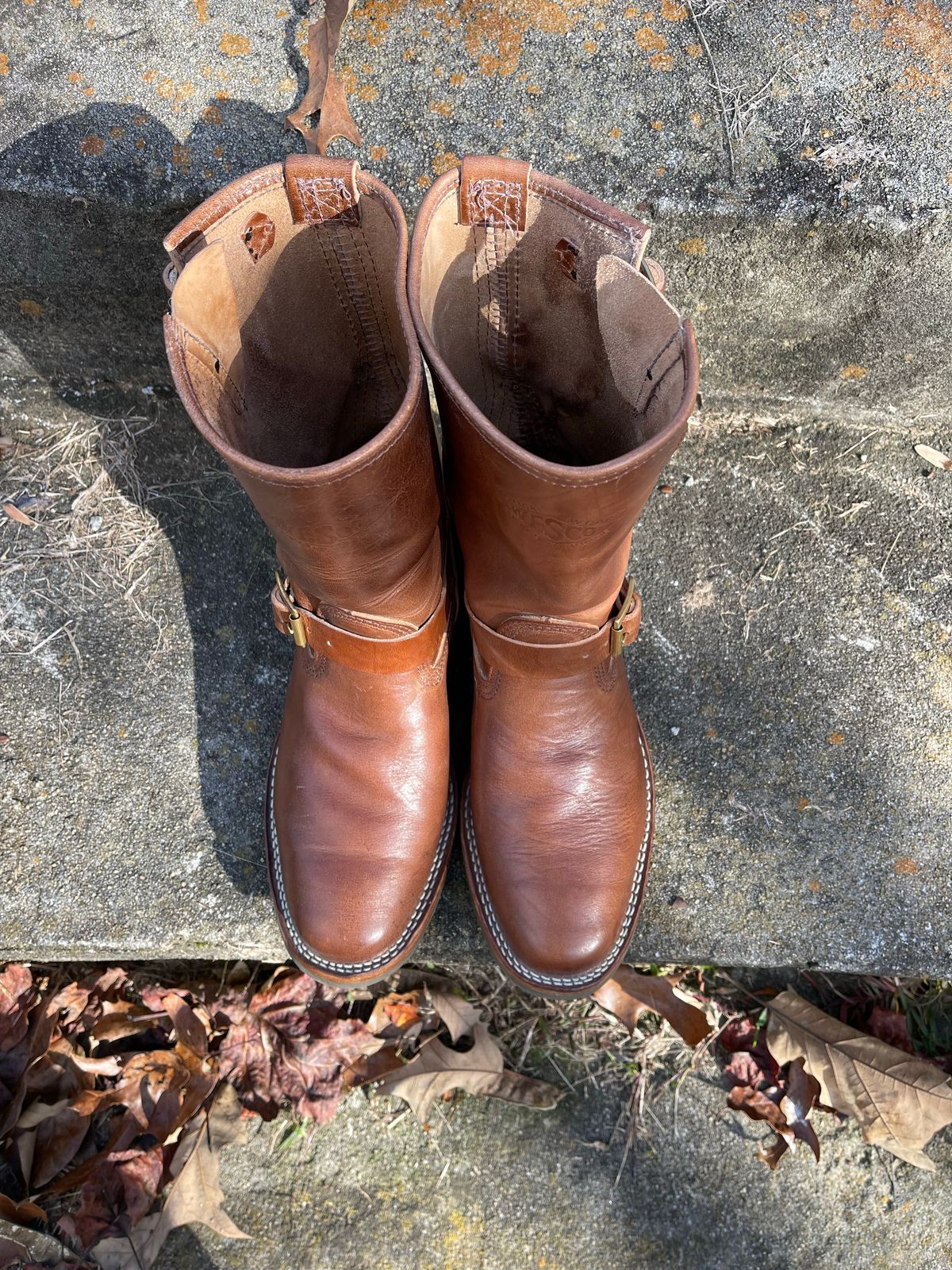 Photo by Shannmoody on November 4, 2022 of the Wesco Mister Lou in Maryam Toscanello TPR Horsebutt.