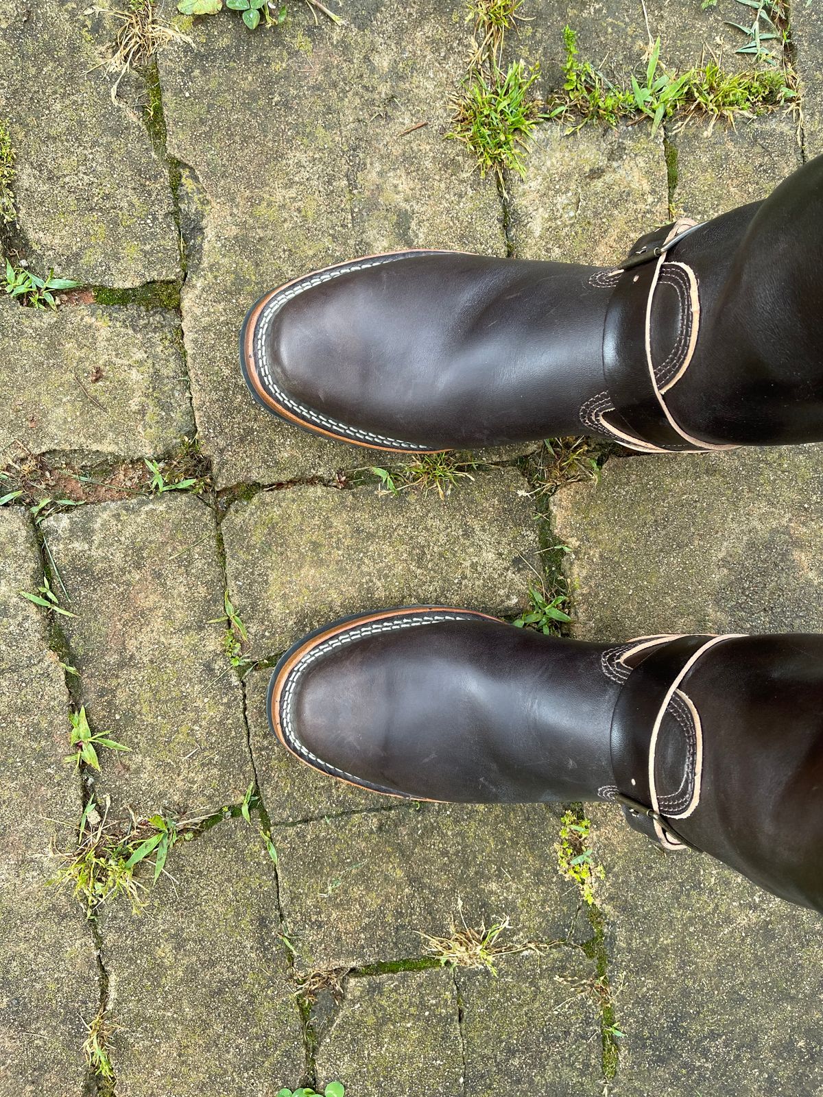 Photo by Shannmoody on May 7, 2022 of the Wesco Mister Lou in Maryam T. Moro Horsebutt.