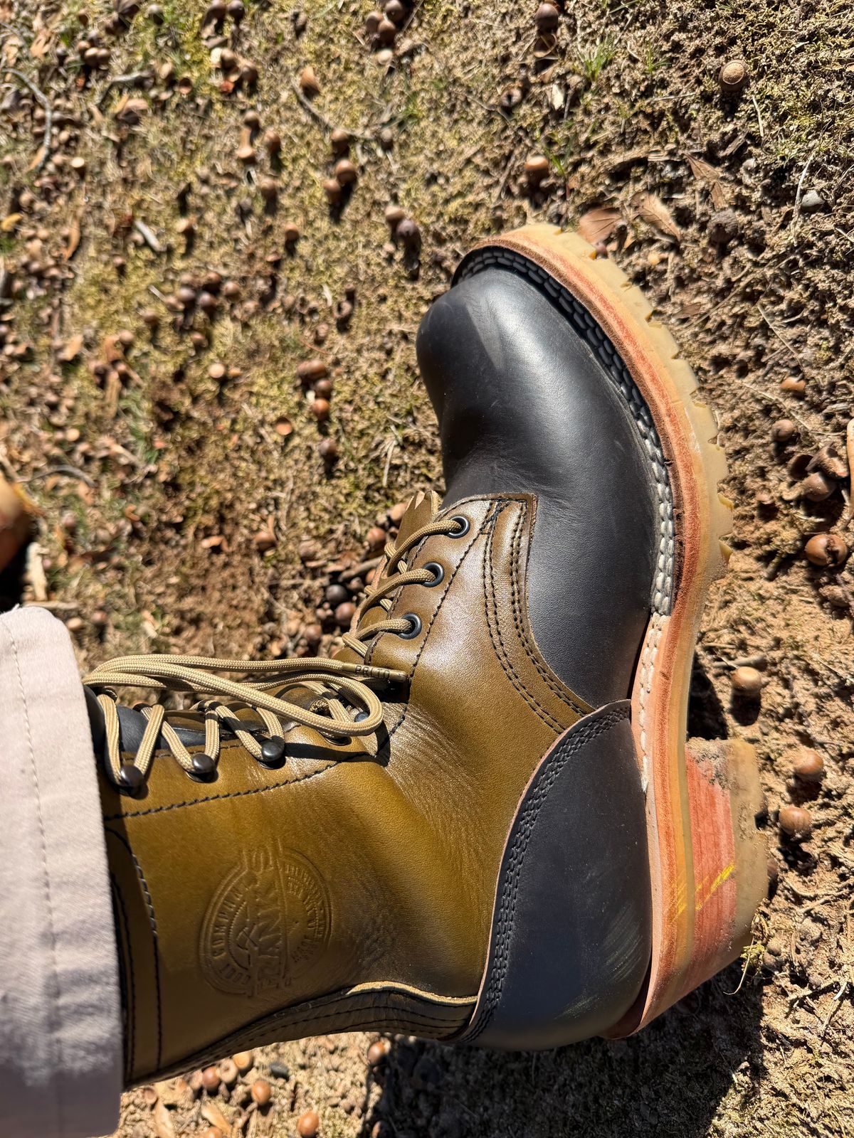 Photo by Shannmoody on December 11, 2025 of the Frank's Boots Royal Commander in Mocha/ Olive Harness.