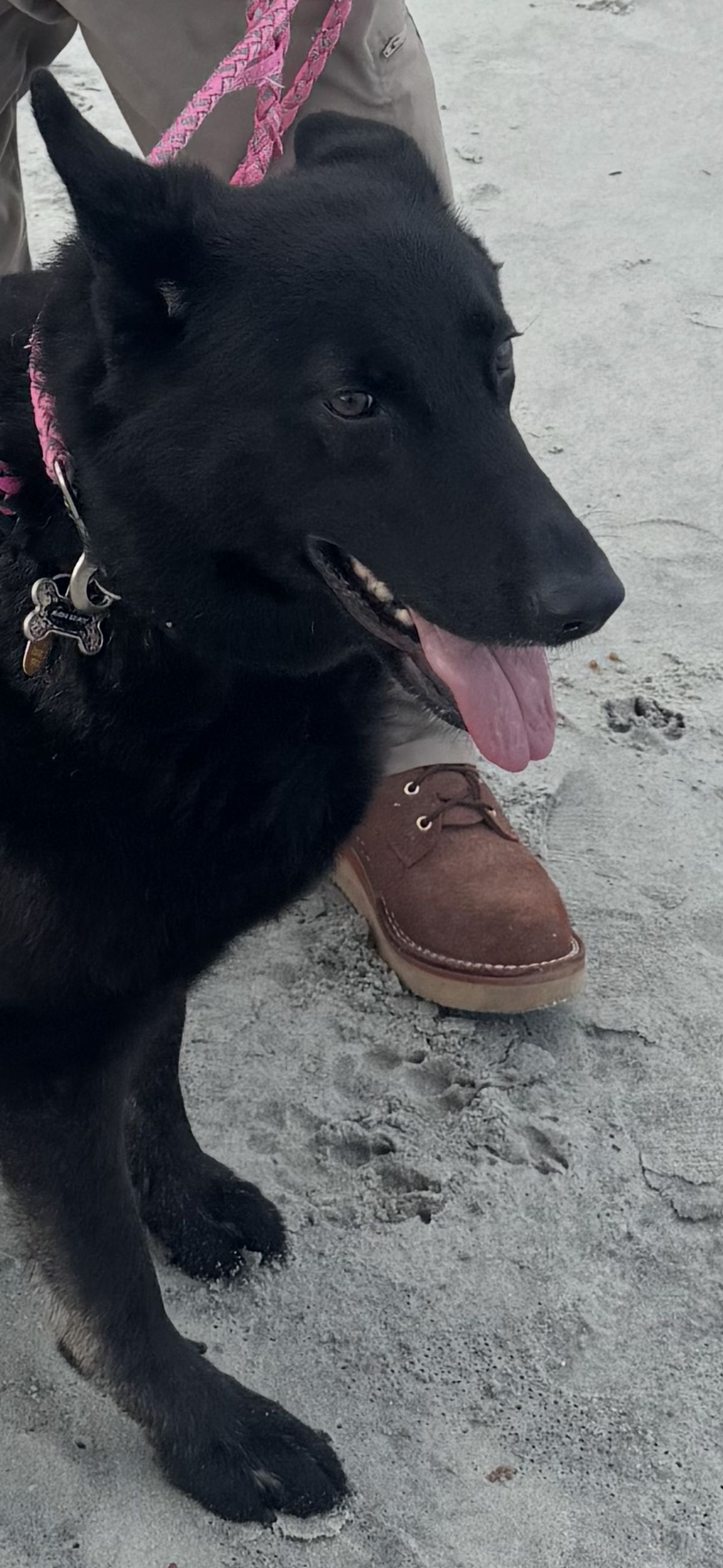 Photo by Shannmoody on July 7, 2025 of the Frank's Boots Rainier in Seidel Chocolate Oil Tan Roughout.