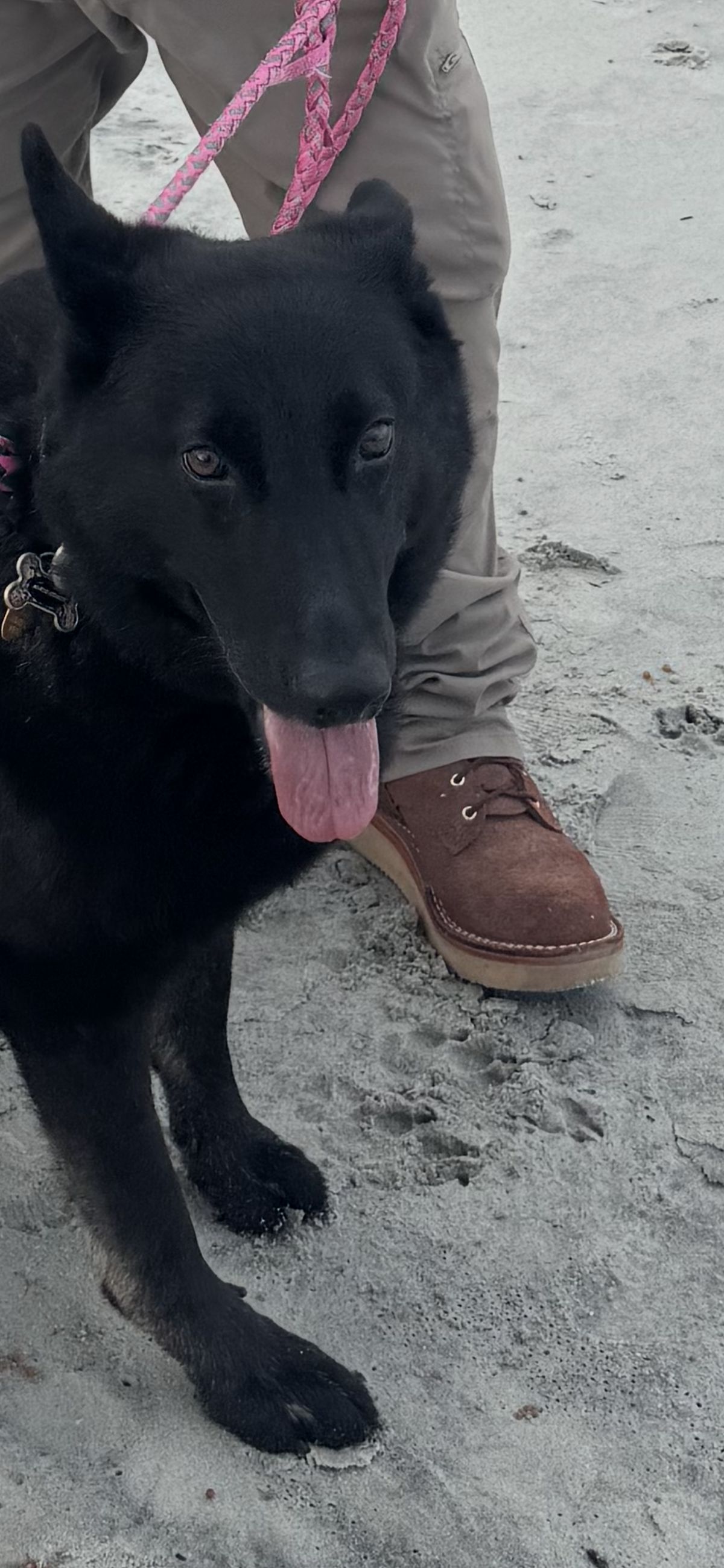 Photo by Shannmoody on July 7, 2025 of the Frank's Boots Rainier in Seidel Chocolate Oil Tan Roughout.