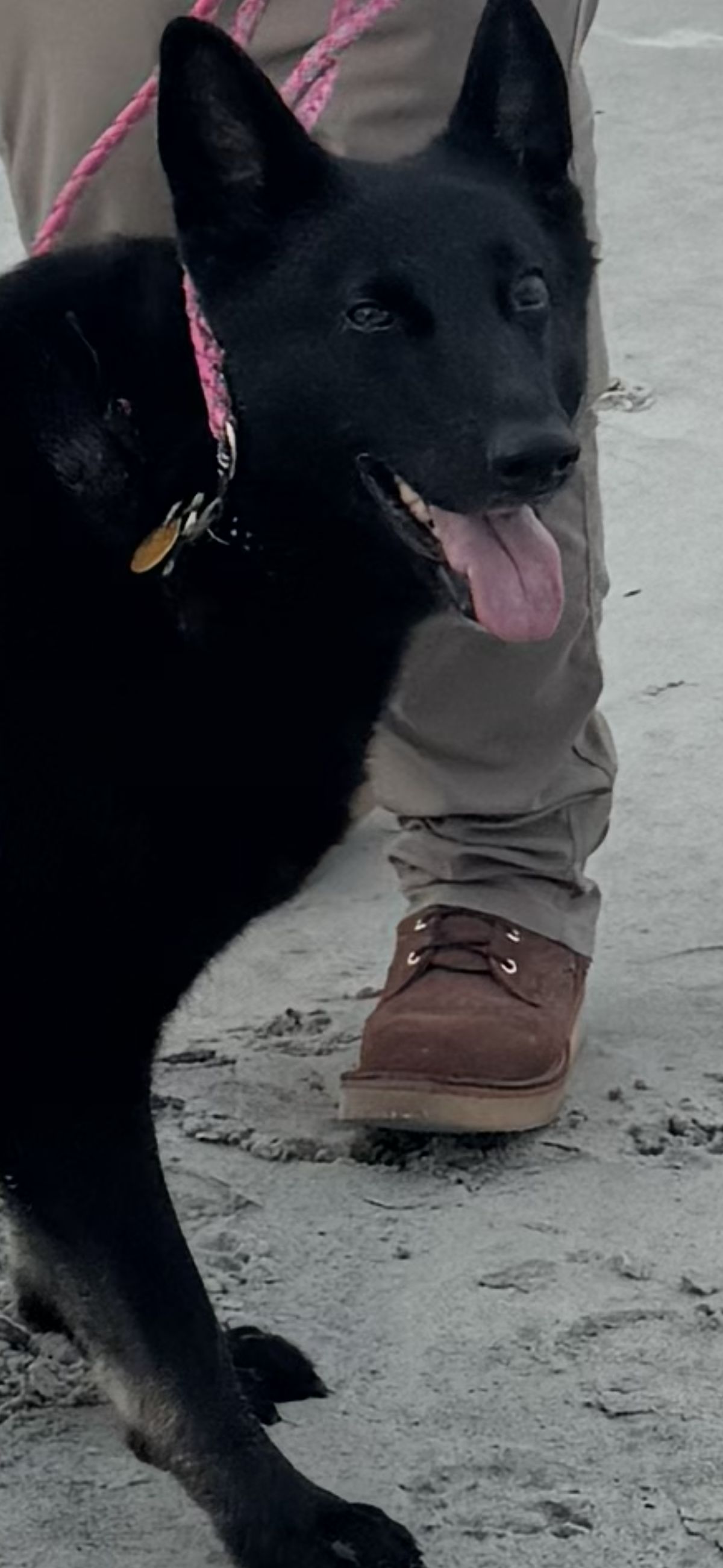 Photo by Shannmoody on July 7, 2025 of the Frank's Boots Rainier in Seidel Chocolate Oil Tan Roughout.