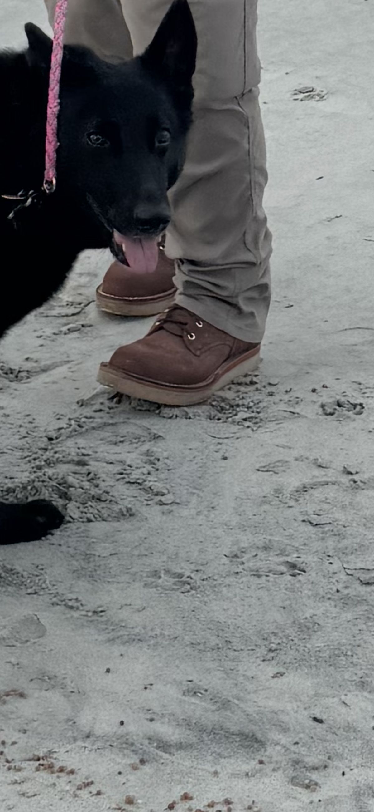 Photo by Shannmoody on July 7, 2025 of the Frank's Boots Rainier in Seidel Chocolate Oil Tan Roughout.