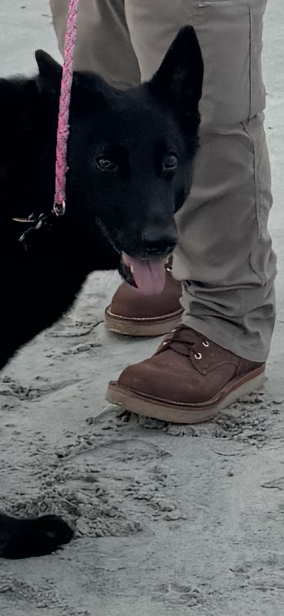 Photo by Shannmoody on July 7, 2025 of the Frank's Boots Rainier in Seidel Chocolate Oil Tan Roughout.