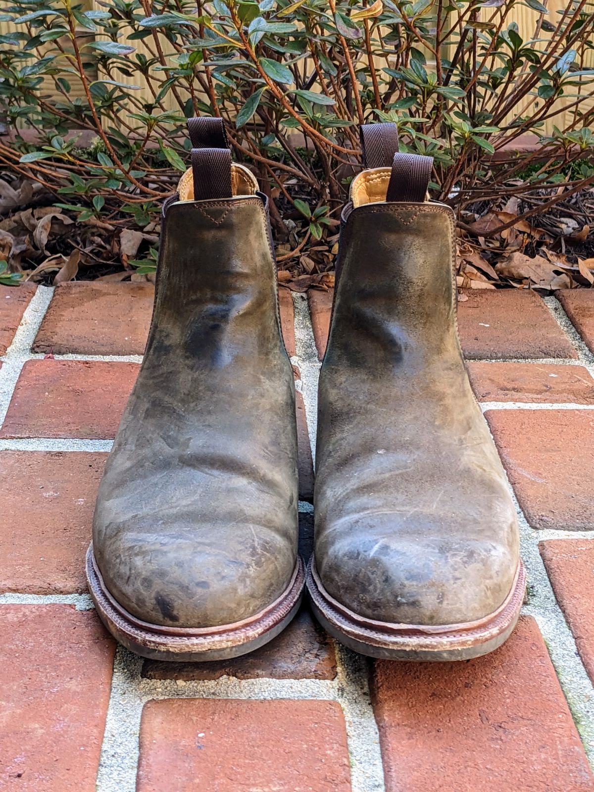 Photo by ganelo on March 5, 2023 of the Meermin Chelsea Boot in Caper Green Waxy Shell Cordovan.