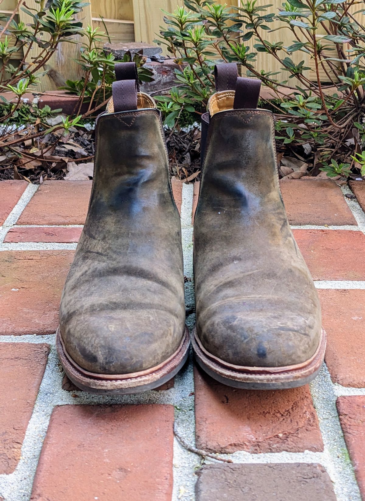 Photo by ganelo on April 5, 2023 of the Meermin Chelsea Boot in Caper Green Waxy Shell Cordovan.