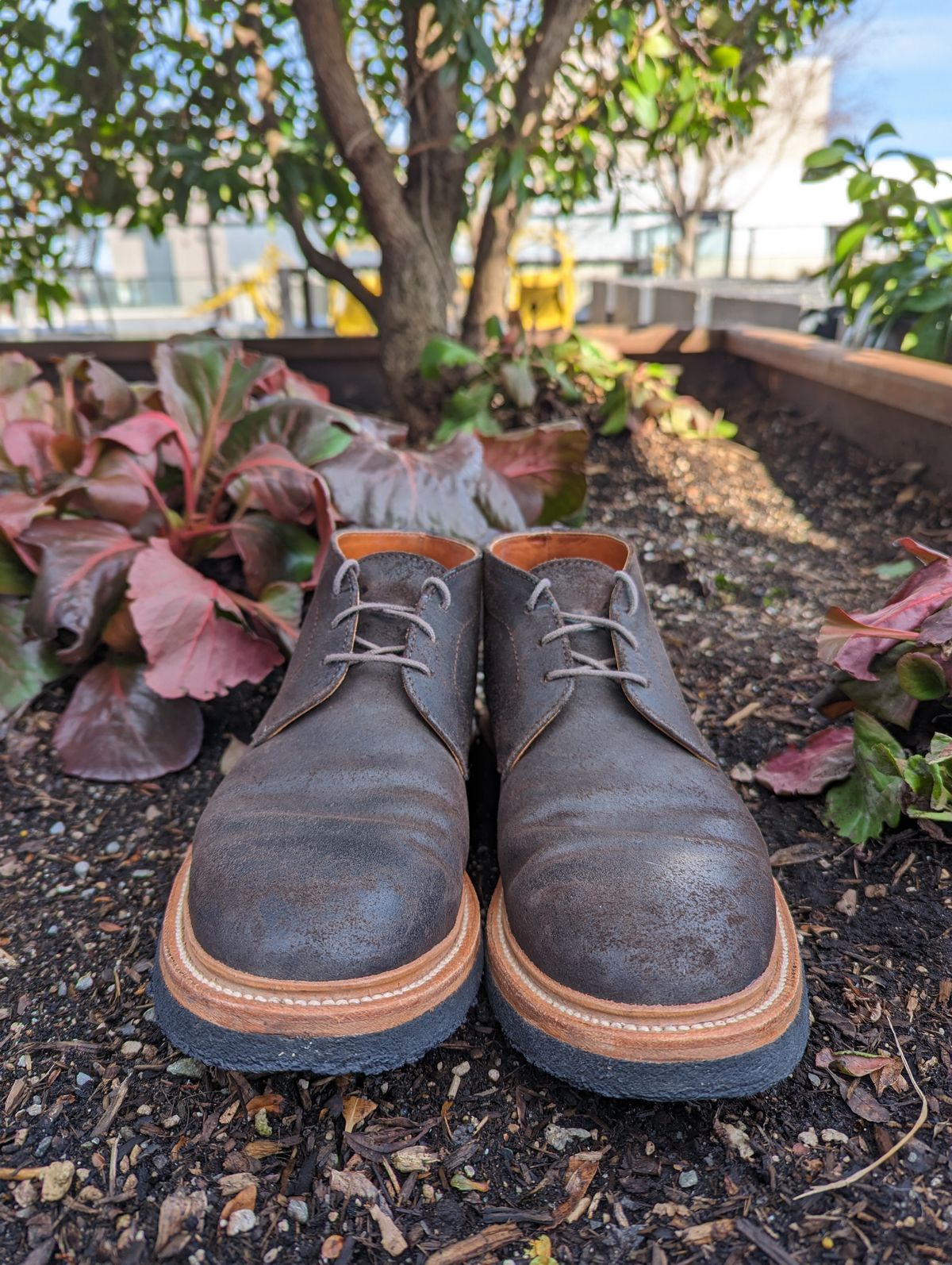 Photo by trickyspaniard on March 5, 2023 of the Grant Stone Chukka in C.F. Stead Earth Waxy Commander Suede.