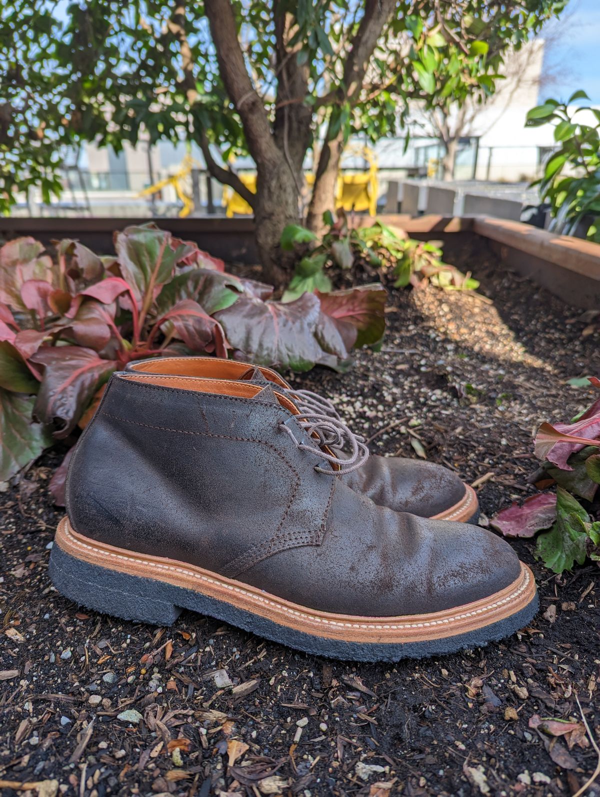 Photo by trickyspaniard on March 5, 2023 of the Grant Stone Chukka in C.F. Stead Earth Waxy Commander Suede.