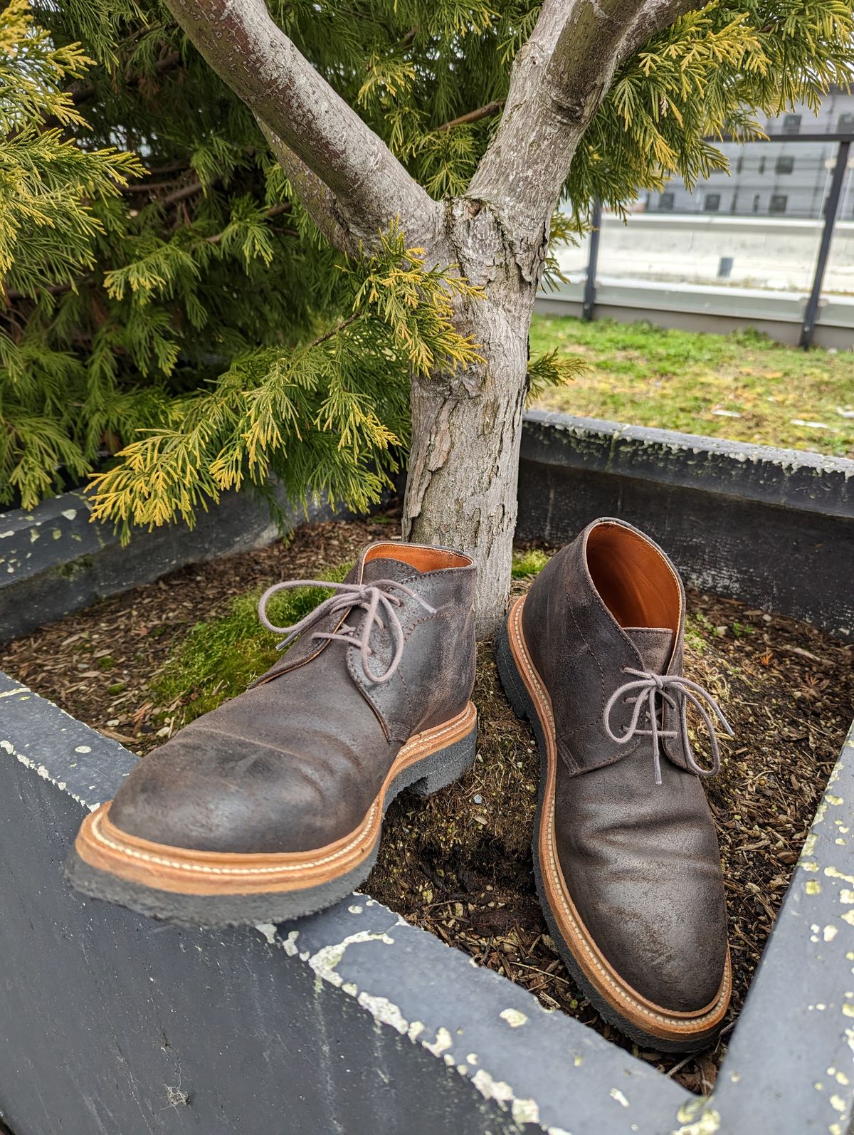 Photo by trickyspaniard on April 1, 2023 of the Grant Stone Chukka in C.F. Stead Earth Waxy Commander Suede.