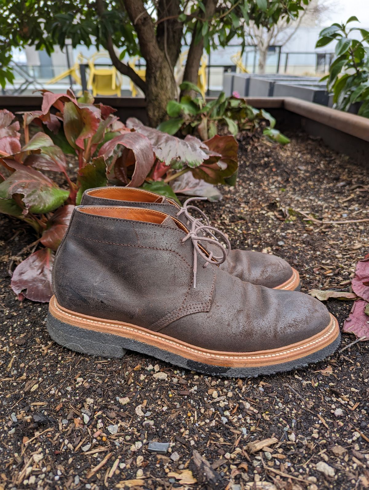 Photo by trickyspaniard on April 1, 2023 of the Grant Stone Chukka in C.F. Stead Earth Waxy Commander Suede.