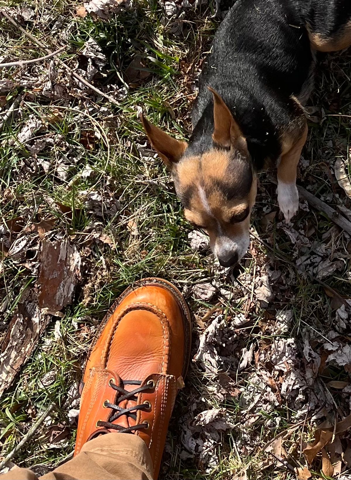 Photo by Skygoat on March 5, 2023 of the Thorogood 8" Moc Toe in Unknown Leather.