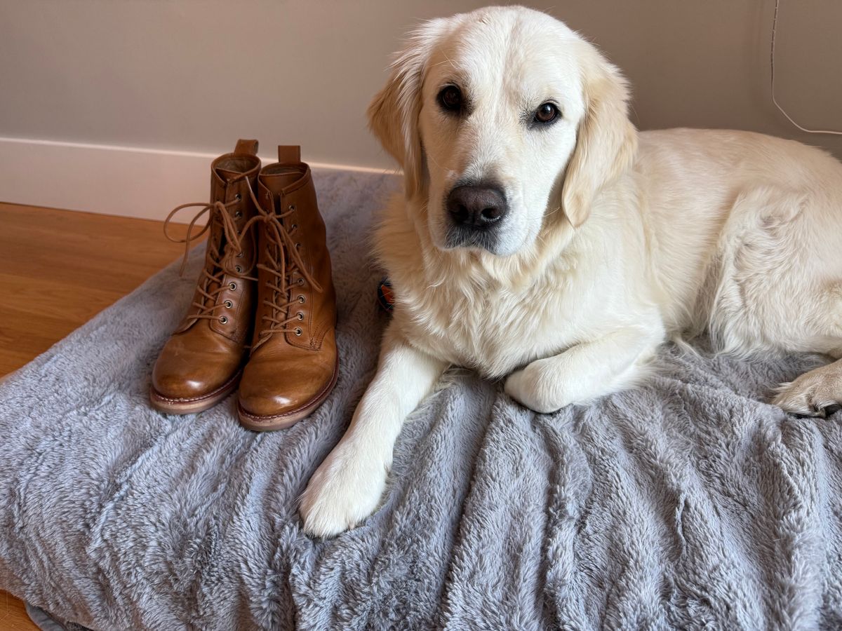 Photo by npaust on December 5, 2024 of the Frye Veronica Flex Combat in Vintage Pull-up Leather.