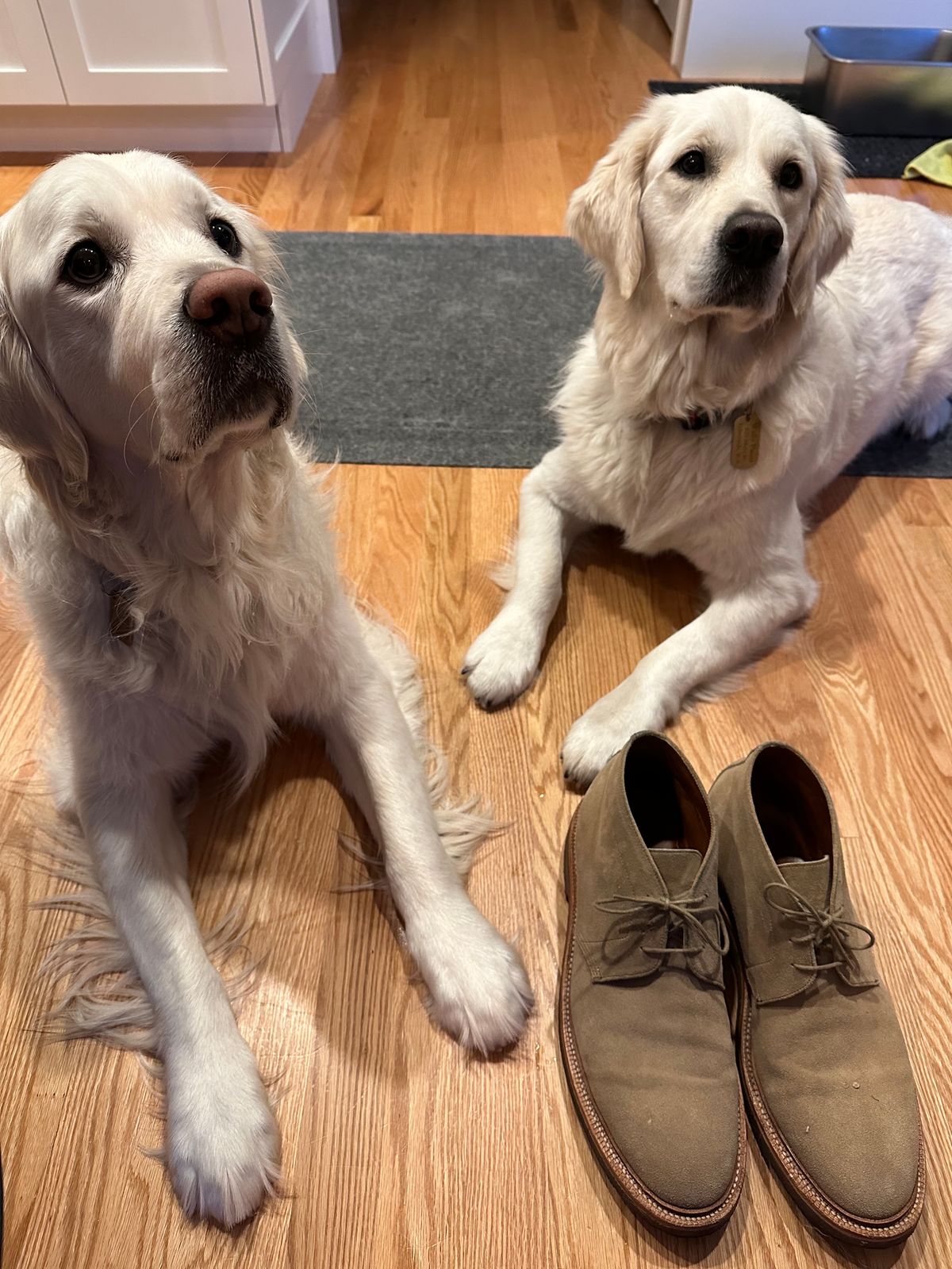 Photo by npaust on December 4, 2023 of the Grant Stone Chukka in C.F. Stead Tan Repello Calf Suede.