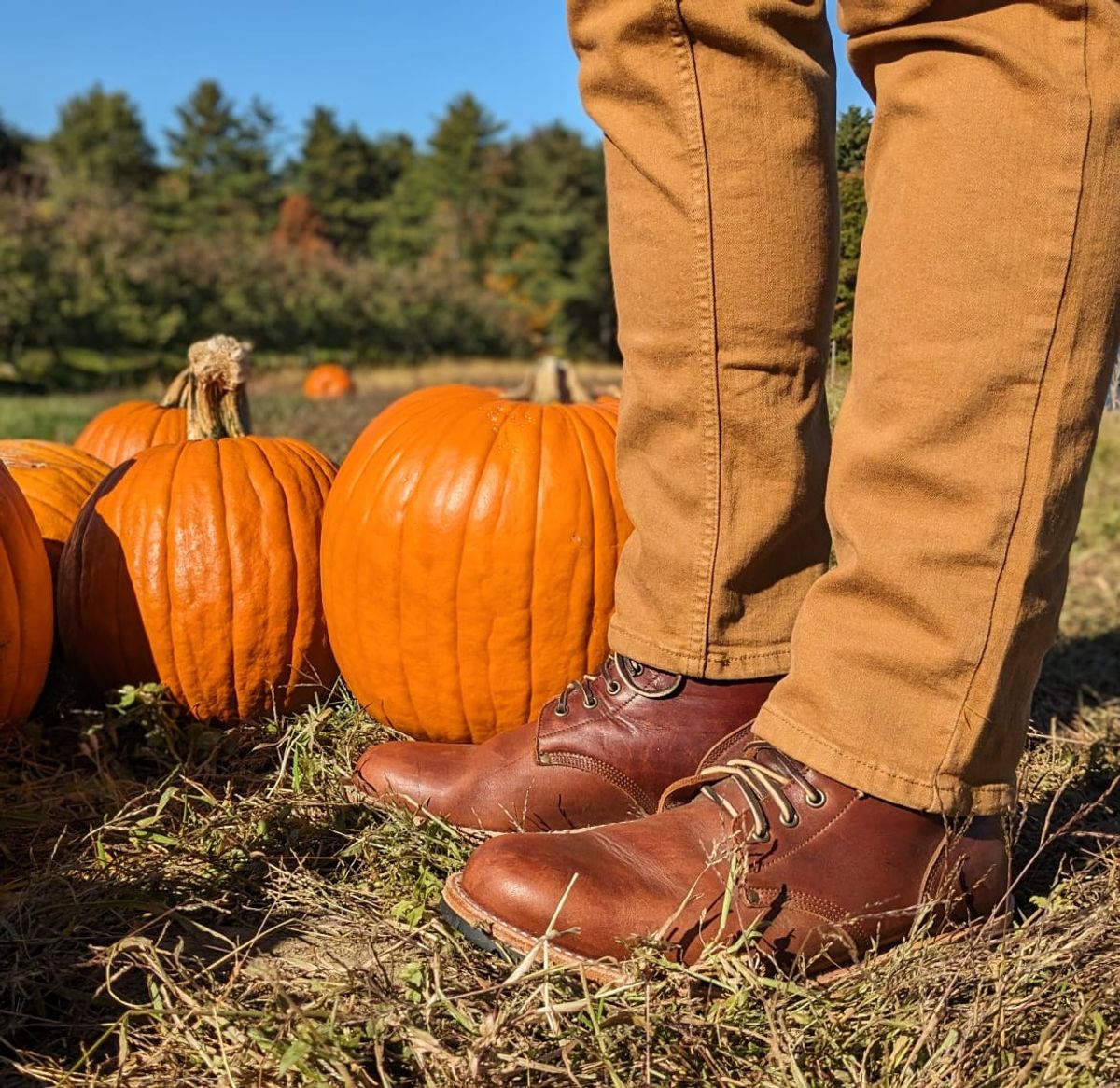Photo by farroyo81 on October 12, 2024 of the Oak Street Bootmakers Field Boot in Seidel Light Brown Mustang.