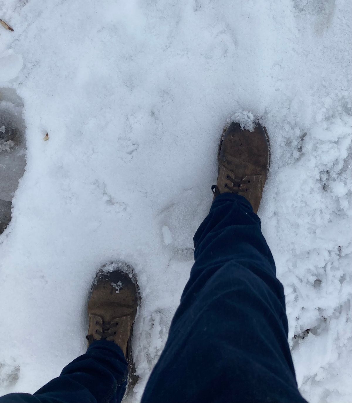 Photo by cconway816 on February 5, 2024 of the Oak Street Bootmakers Field Boot in Horween Natural Chromexcel Roughout.