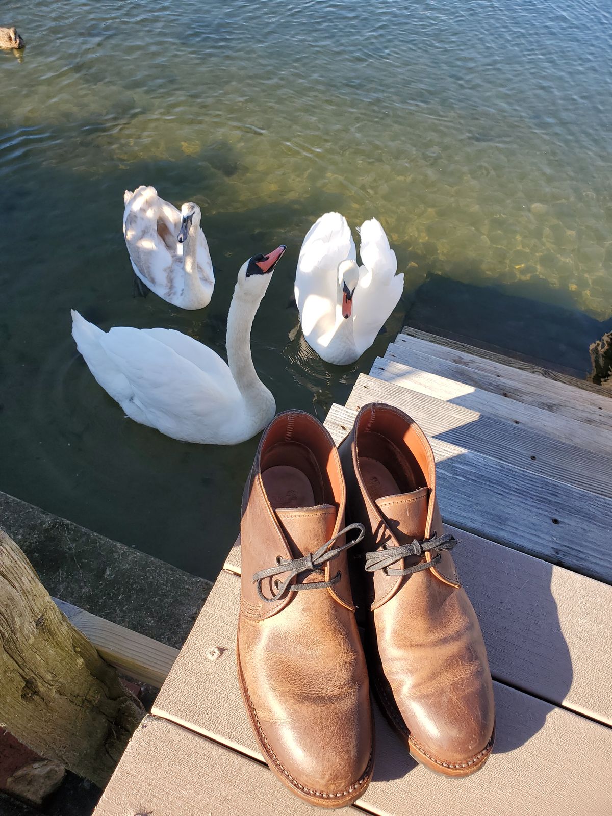 Photo by icarusflies95 on November 3, 2022 of the Red Wing Beckman Chukka in S.B. Foot Unknown Leather.