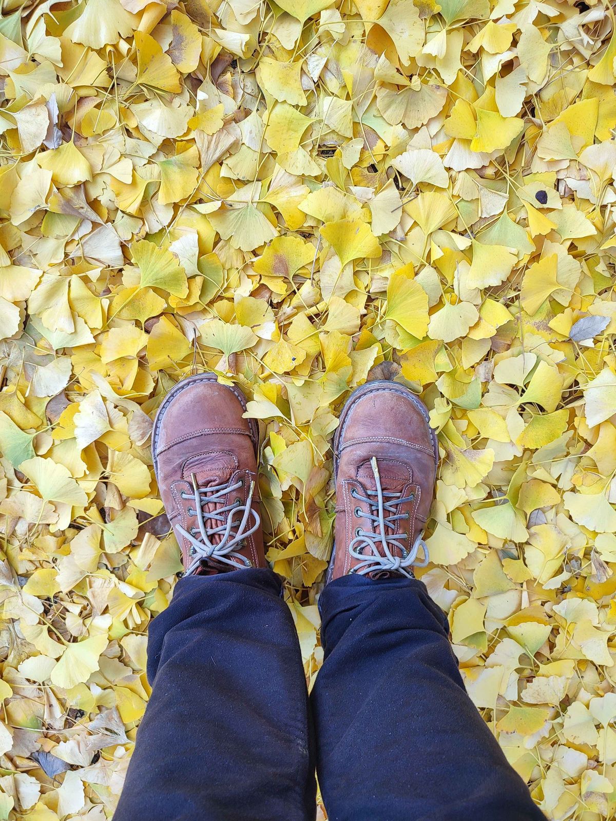 Photo by icarusflies95 on February 5, 2025 of the Jim Green African Ranger Barefoot Boot in Chestnut Tan Full Grain.