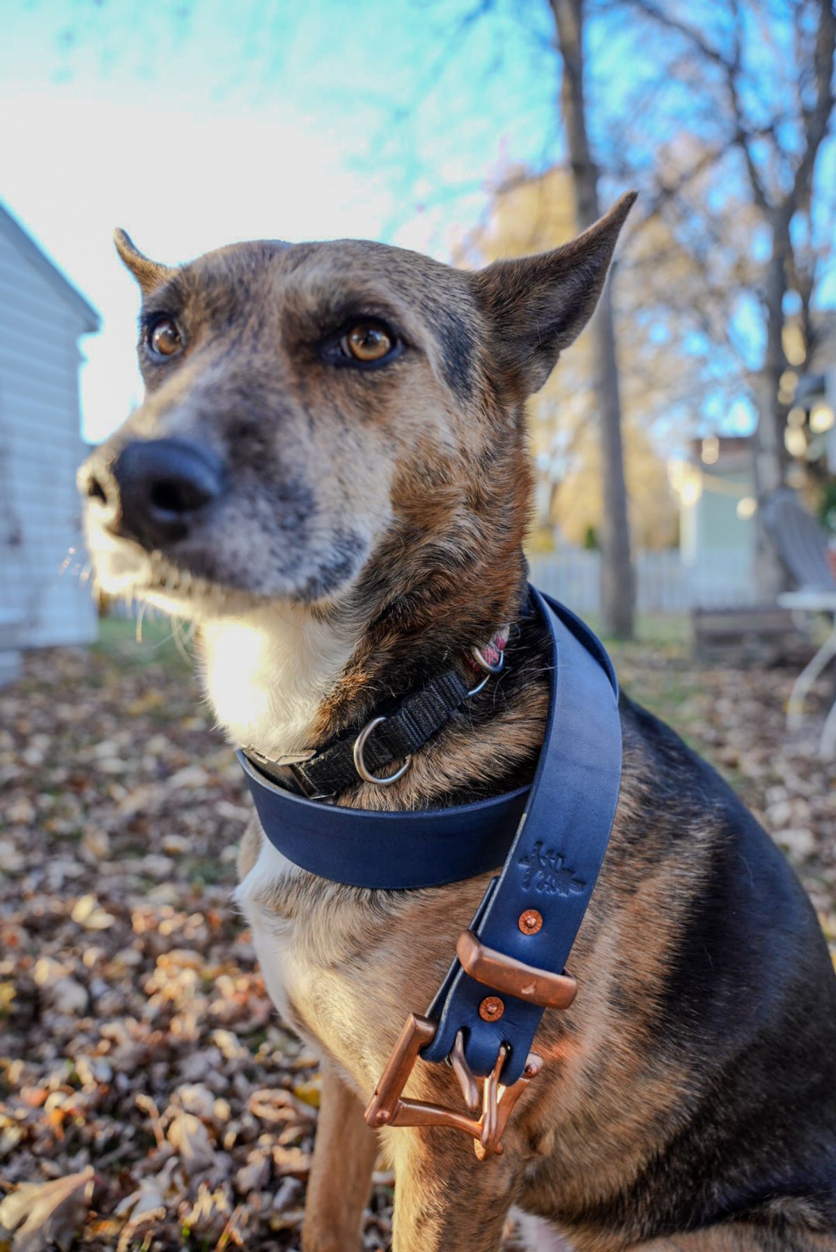 Photo by QuietRabbit on November 5, 2025 of the Pigeon tree Crafting Indigo Dyed Double Prong Belt With Copper Hardware in Indigo Dyed Veg Tan.