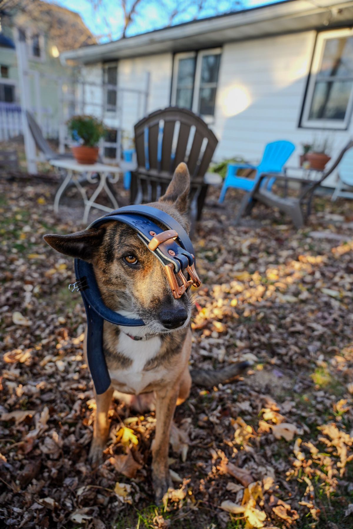 Photo by QuietRabbit on November 5, 2025 of the Pigeon tree Crafting Indigo Dyed Double Prong Belt With Copper Hardware in Indigo Dyed Veg Tan.