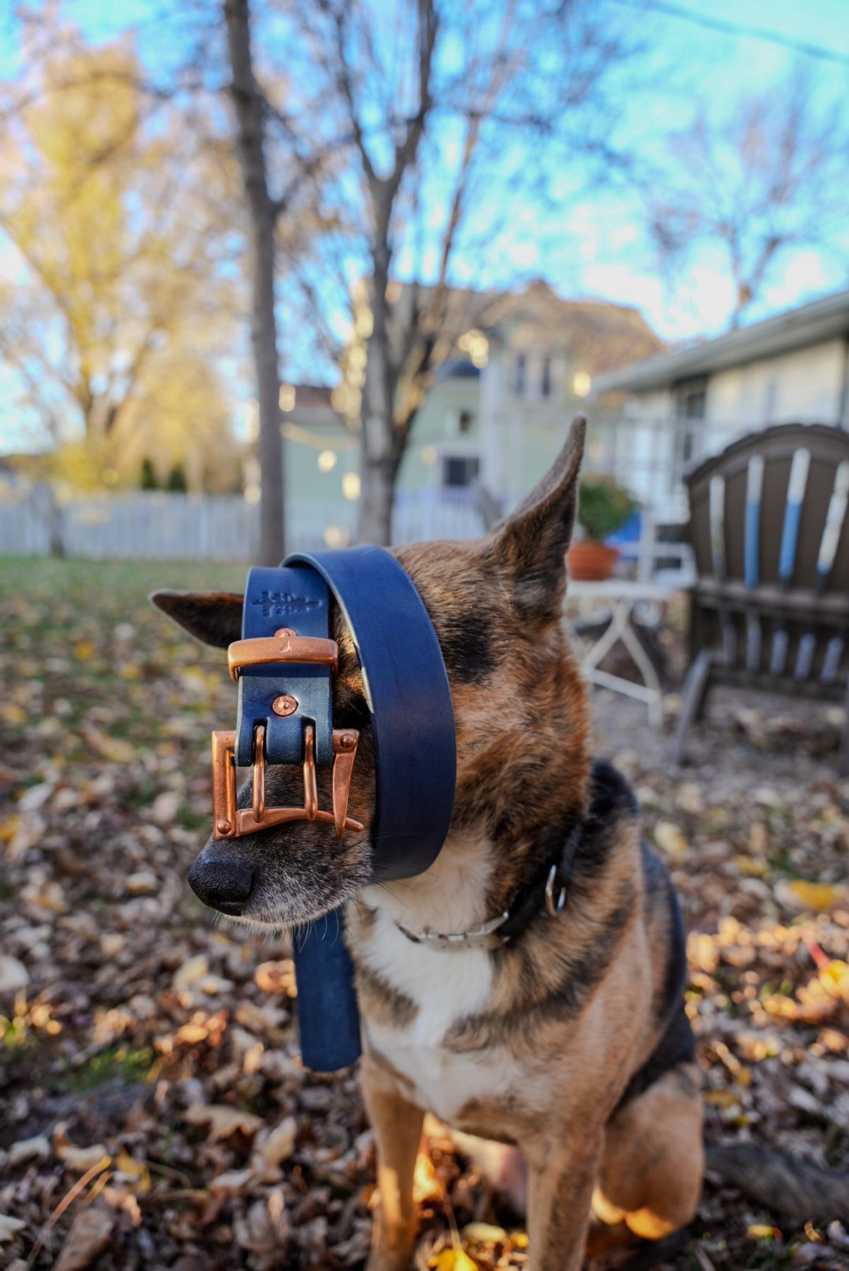 Photo by QuietRabbit on November 5, 2025 of the Pigeon tree Crafting Indigo Dyed Double Prong Belt With Copper Hardware in Indigo Dyed Veg Tan.