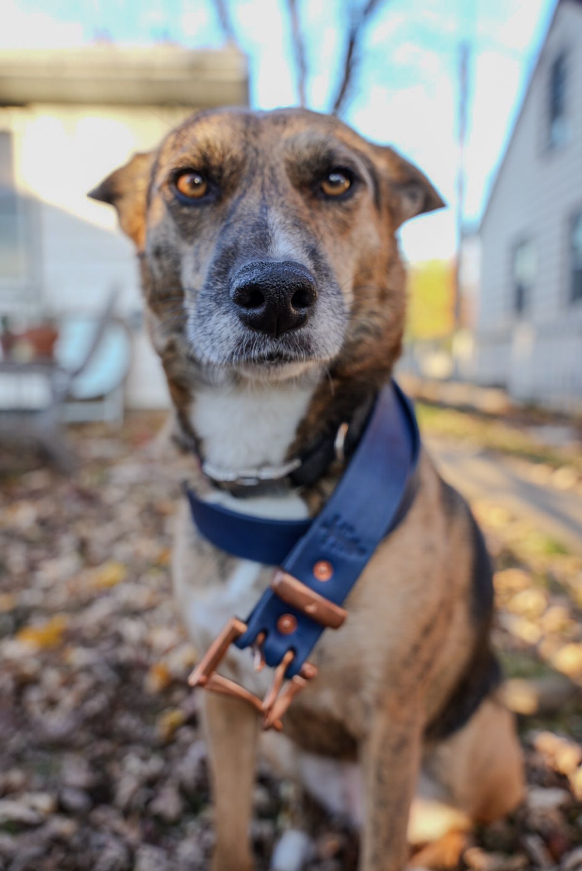 Photo by QuietRabbit on November 5, 2025 of the Pigeon tree Crafting Indigo Dyed Double Prong Belt With Copper Hardware in Indigo Dyed Veg Tan.