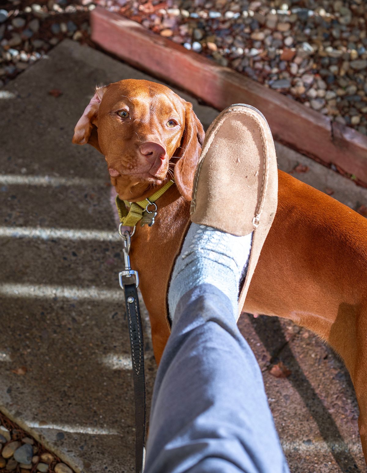 Photo by Frontinstein on December 1, 2023 of the Rancourt & Co. Bristol Venetian in Horween Marine Field Roughout.