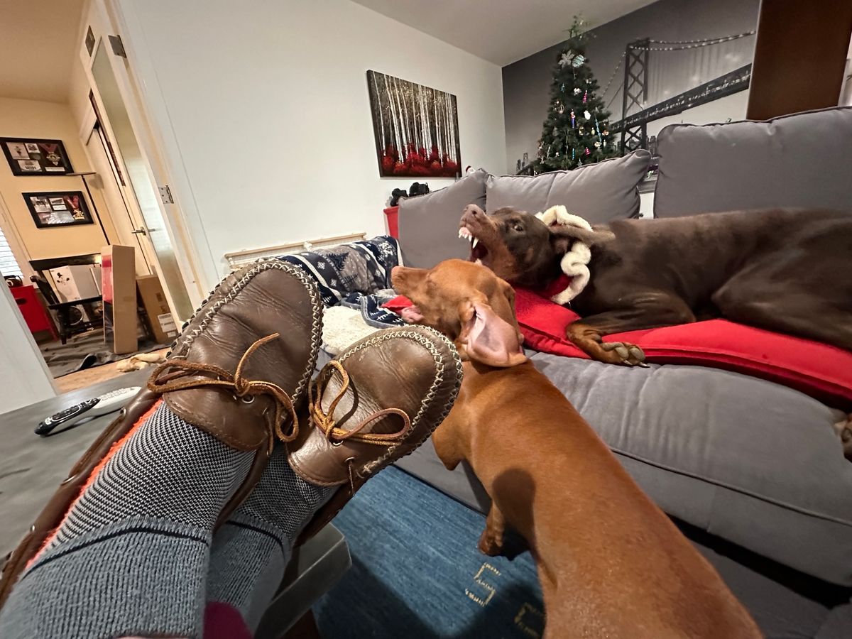 Photo by Frontinstein on January 2, 2023 of the Quoddy Canoe Moc II in Horween Olive Chromexcel.