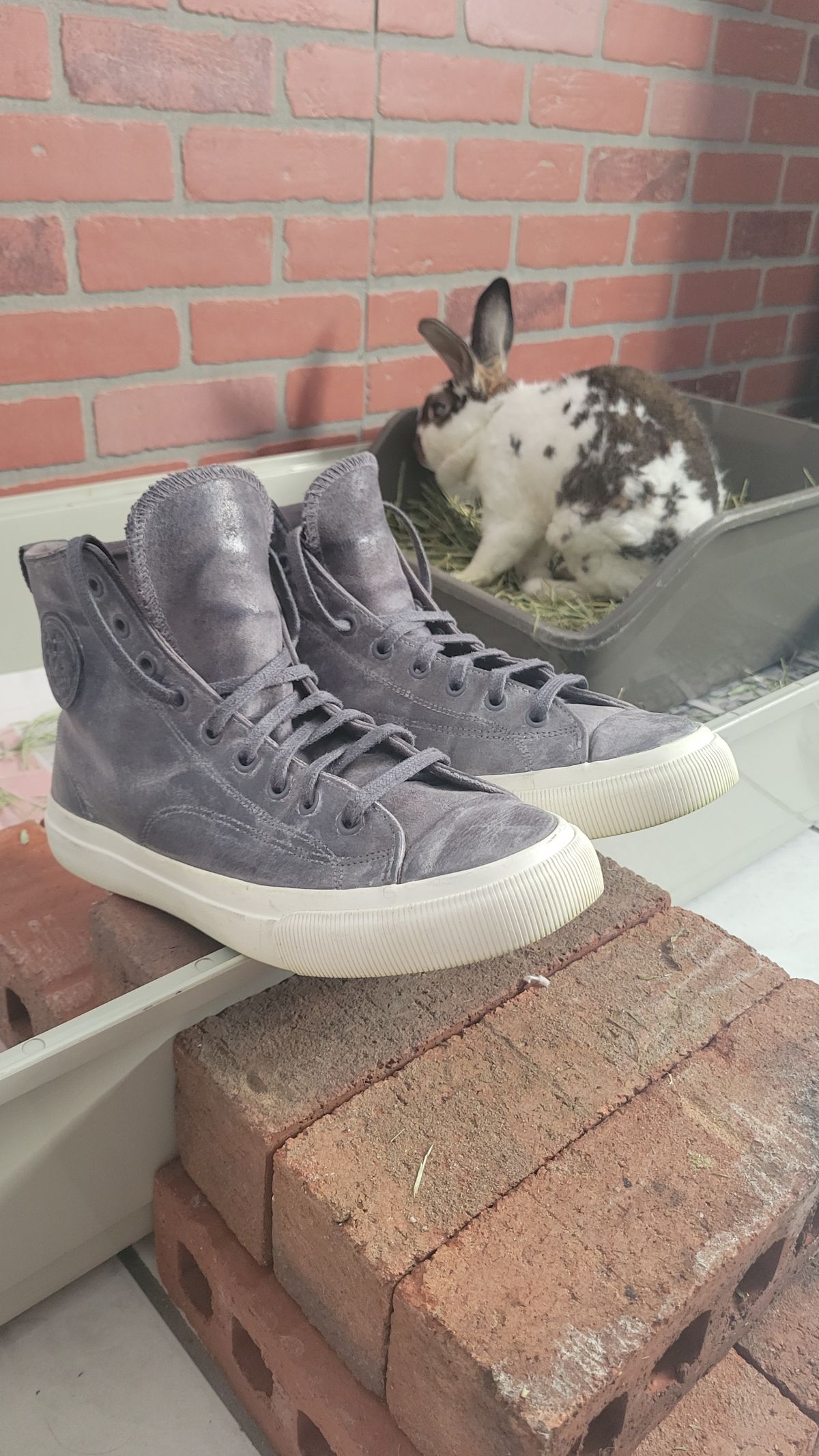 Photo by Post_Leako on October 8, 2023 of the PF Flyers Castlerock Suede in Unknown Leather.