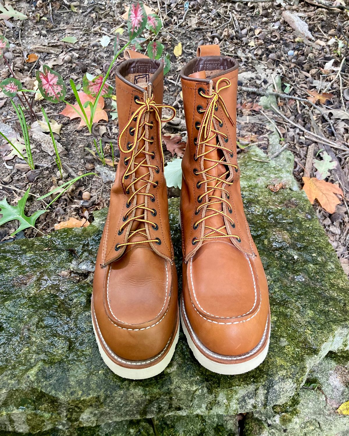 Photo by mreams99 on October 2, 2022 of the Red Wing 8-Inch Classic Moc in S.B. Foot Oro-Iginal.
