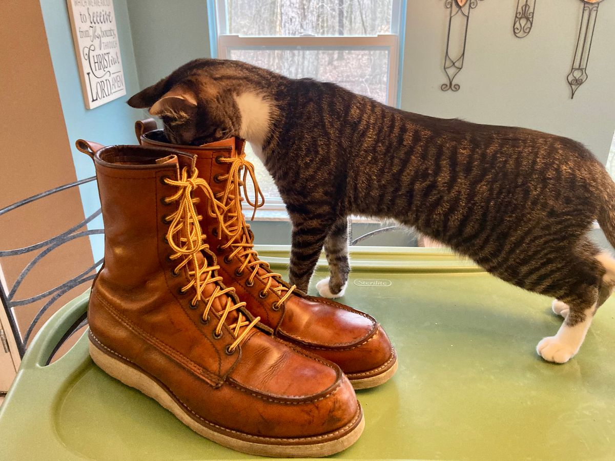 Photo by mreams99 on March 2, 2023 of the Red Wing 8-Inch Classic Moc in S.B. Foot Oro-Iginal.