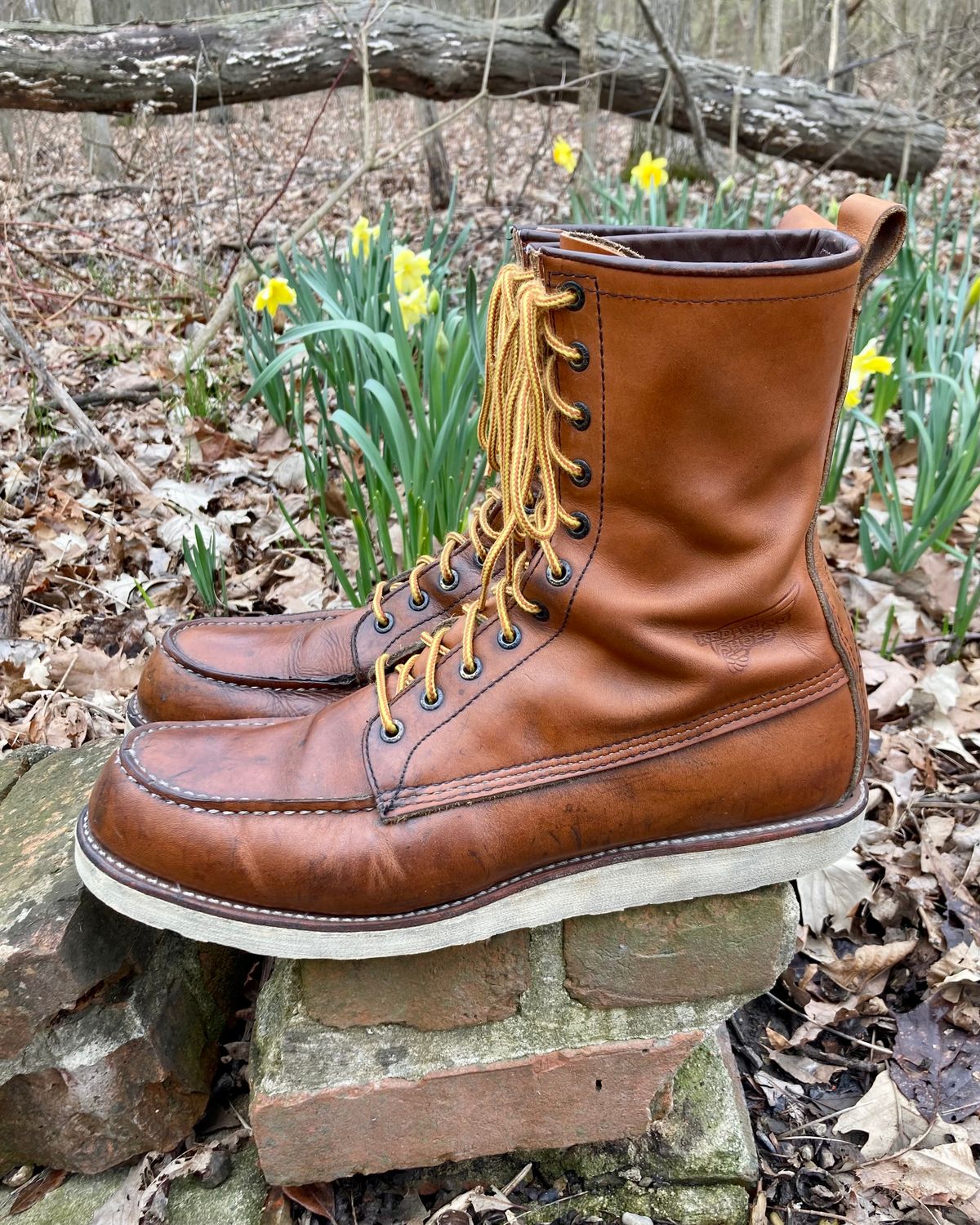 Photo by mreams99 on April 2, 2023 of the Red Wing 8-Inch Classic Moc in S.B. Foot Oro-Iginal.