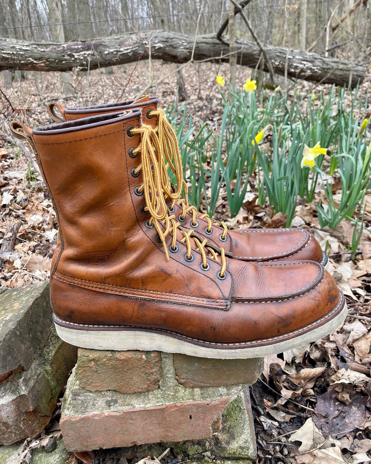 Photo by mreams99 on April 2, 2023 of the Red Wing 8-Inch Classic Moc in S.B. Foot Oro-Iginal.