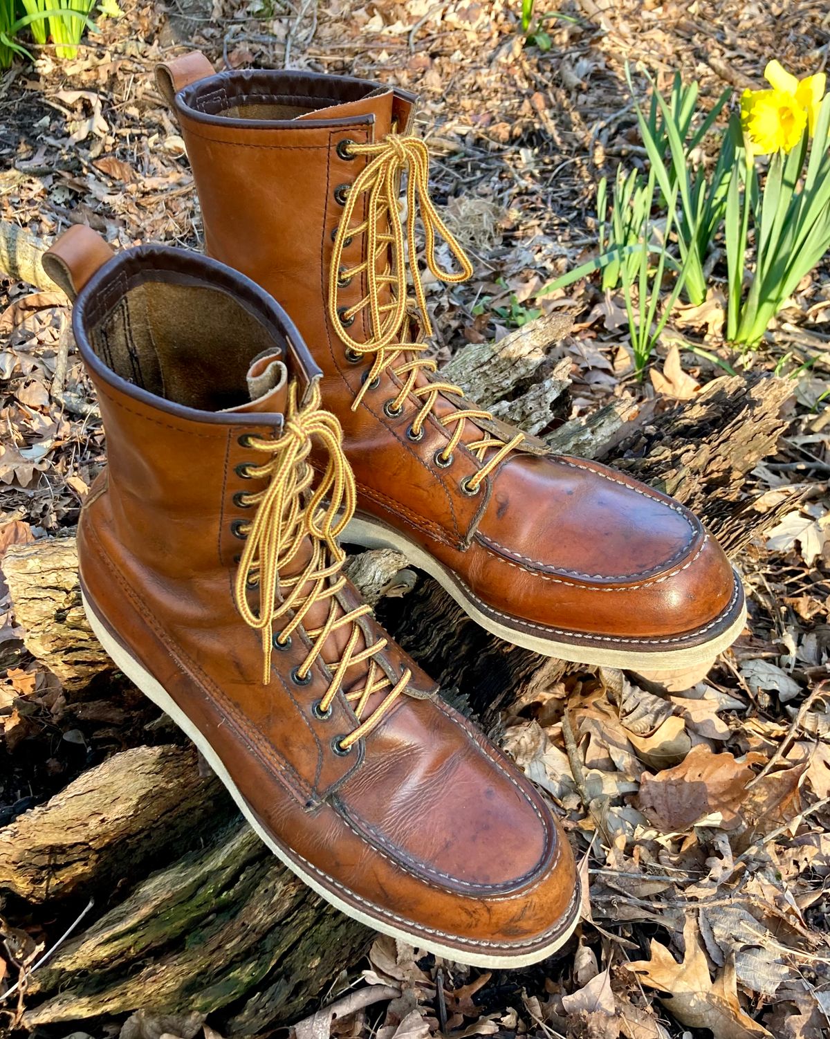 Photo by mreams99 on April 2, 2023 of the Red Wing 8-Inch Classic Moc in S.B. Foot Oro-Iginal.