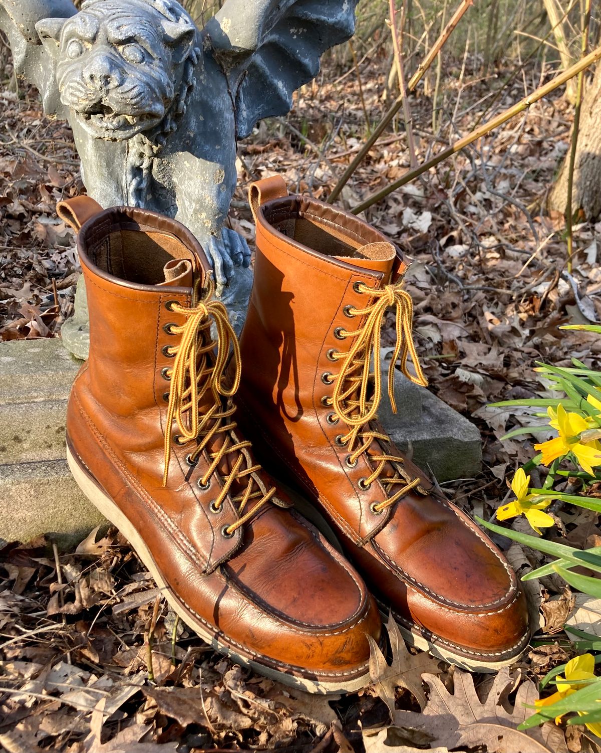 Photo by mreams99 on April 4, 2023 of the Red Wing 8-Inch Classic Moc in S.B. Foot Oro-Iginal.