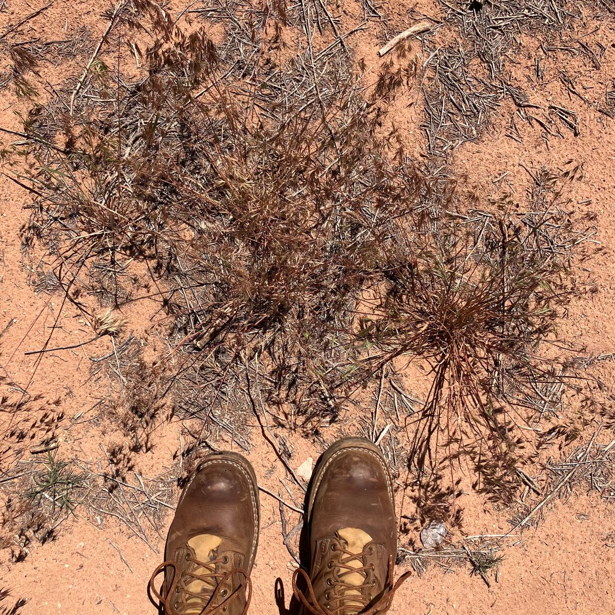 Photo by todd_ted on May 19, 2025 of the Nicks Ridgeline Hiking Boot in Seidel WeatherShield Brown.