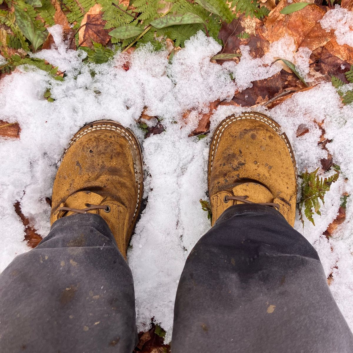 Photo by todd_ted on April 21, 2026 of the Nicks Tactical in Tasman Leather Group Coyote Roughout.