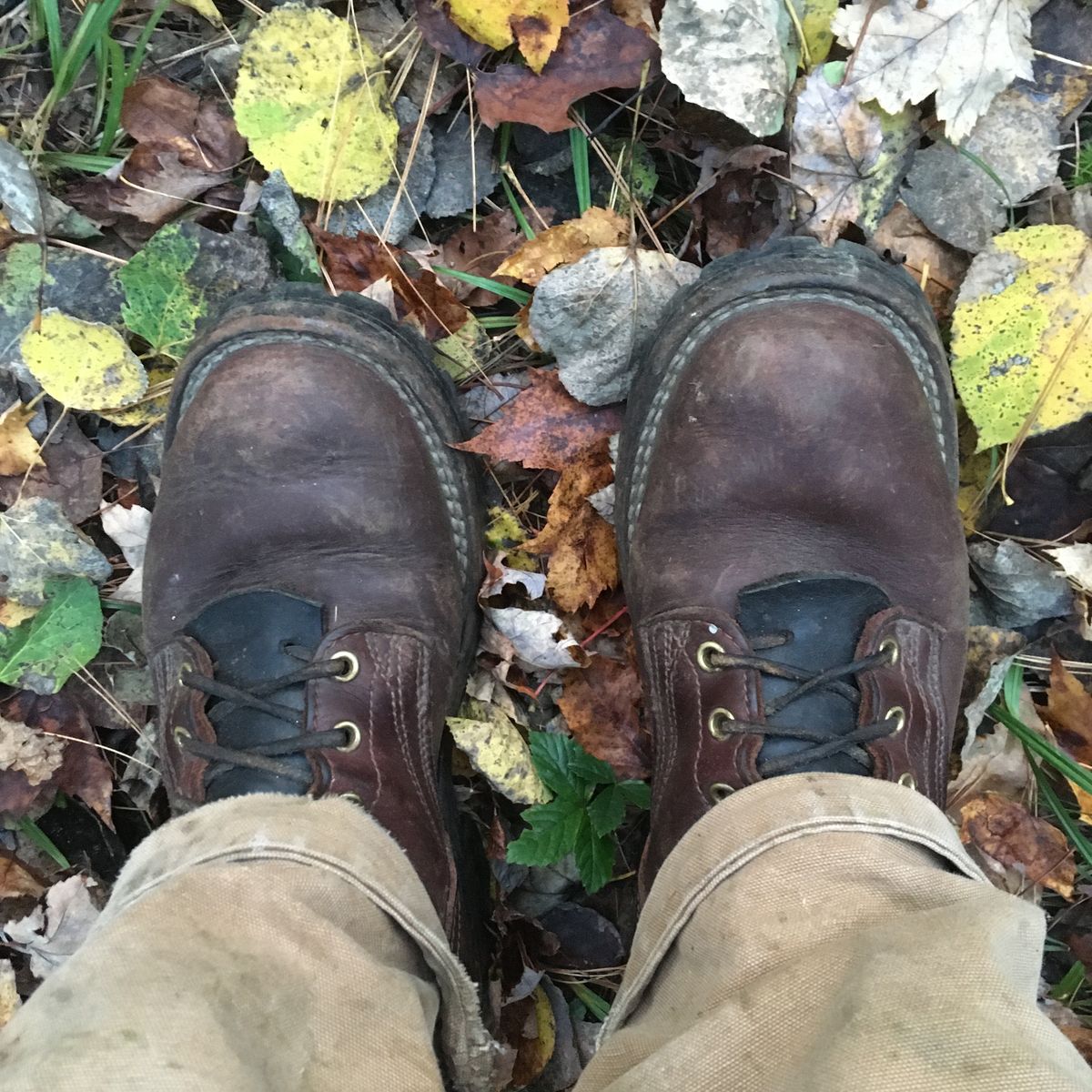 Photo by todd_ted on October 20, 2021 of the Nicks Urban Logger in Seidel MaxSupport Chocolate.