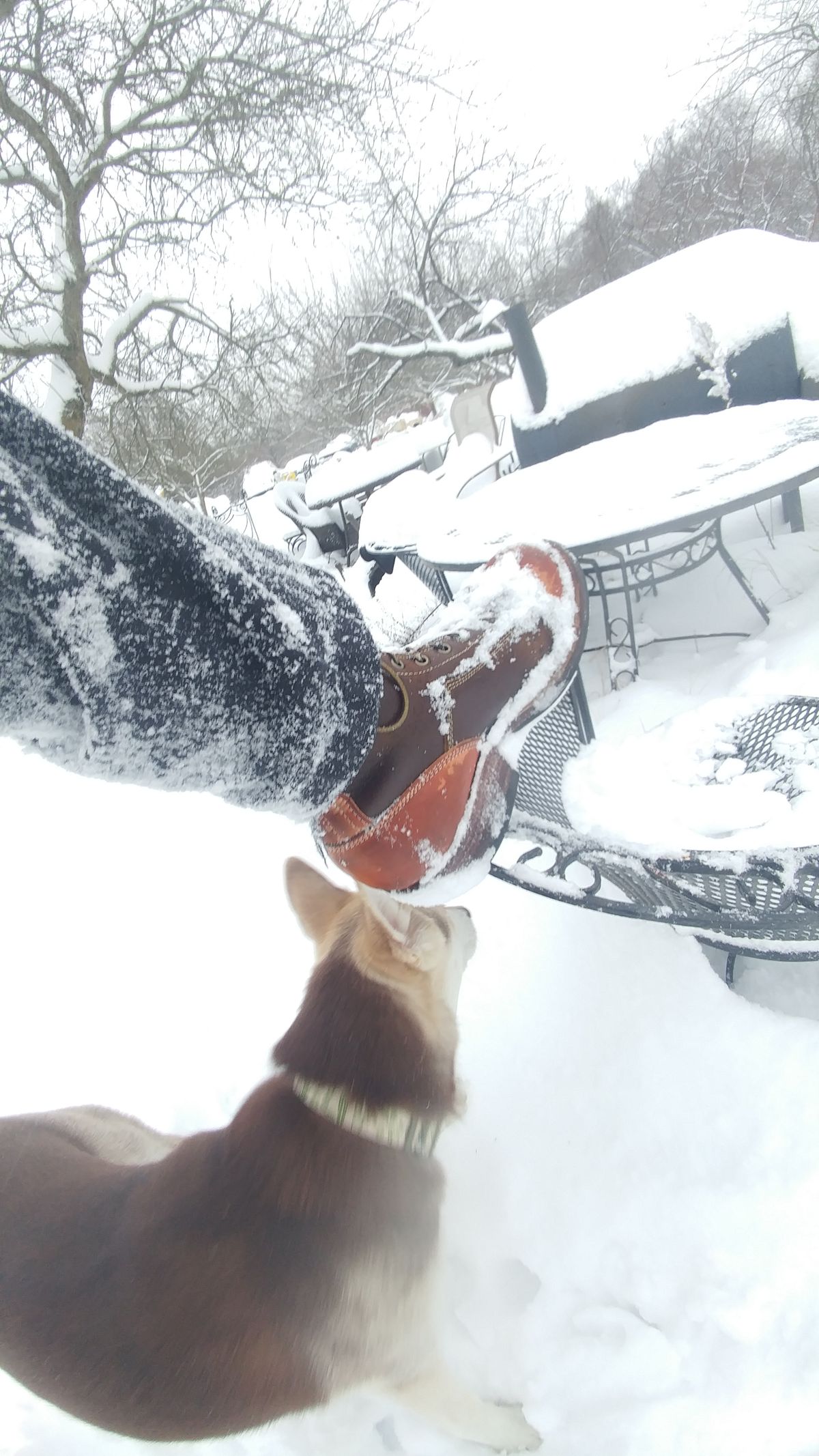 Photo by J.Seven on January 6, 2025 of the Frank's Boots Monkey Boot in Horween Cinnamon Waxed Flesh & Wickett & Craig Russet Traditional Harness.