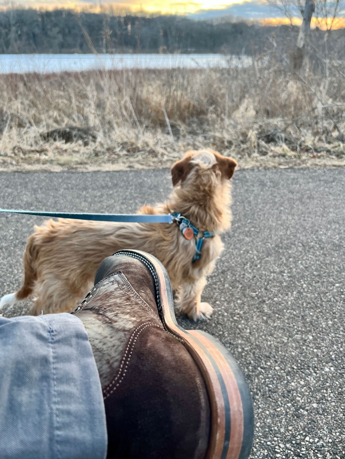 Photo by steverinde on March 13, 2026 of the Viberg Service Boot in Maryam Brown Split Horsebutt.