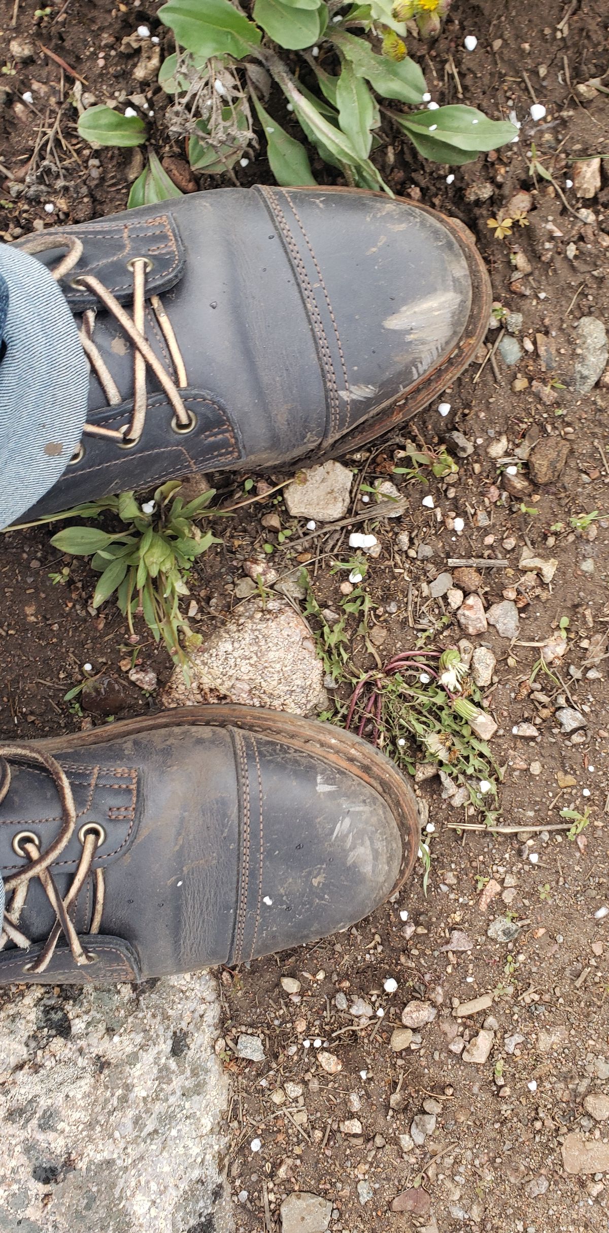 Photo by QuantumOats on May 31, 2022 of the Truman Service Boot in Seidel Ink Cheaha.