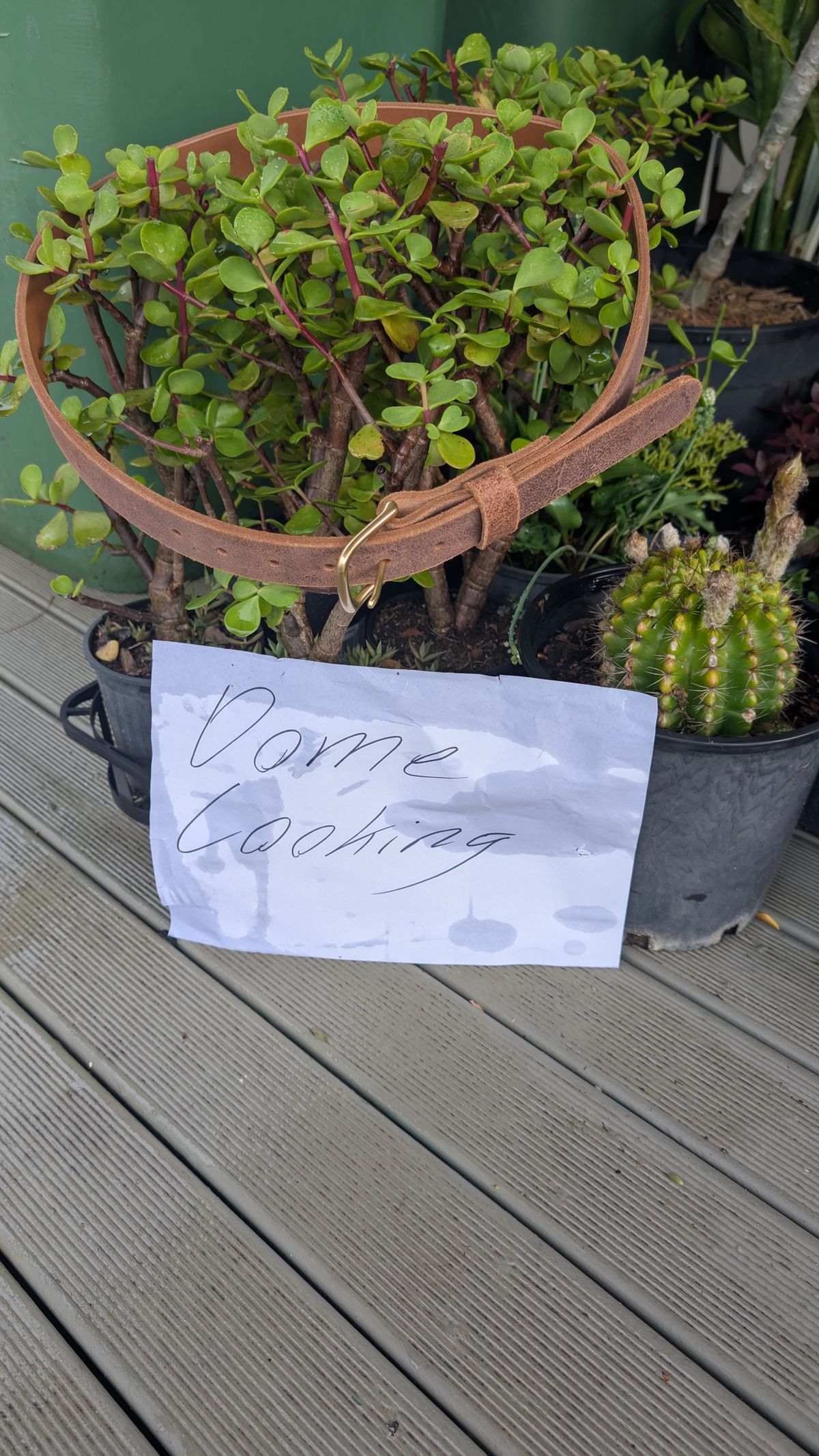 Photo by Togebough on November 1, 2025 of the Nicks Nicks Classic Work Belt in Seidel 1964 Tan Roughout.