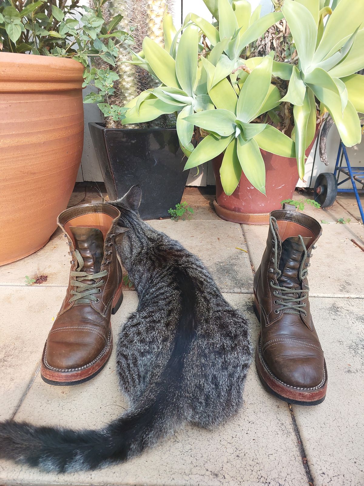 Photo by Togebough on March 4, 2023 of the Jakkrabbits Field Boots in Badalassi Carlo Oliva Pueblo.