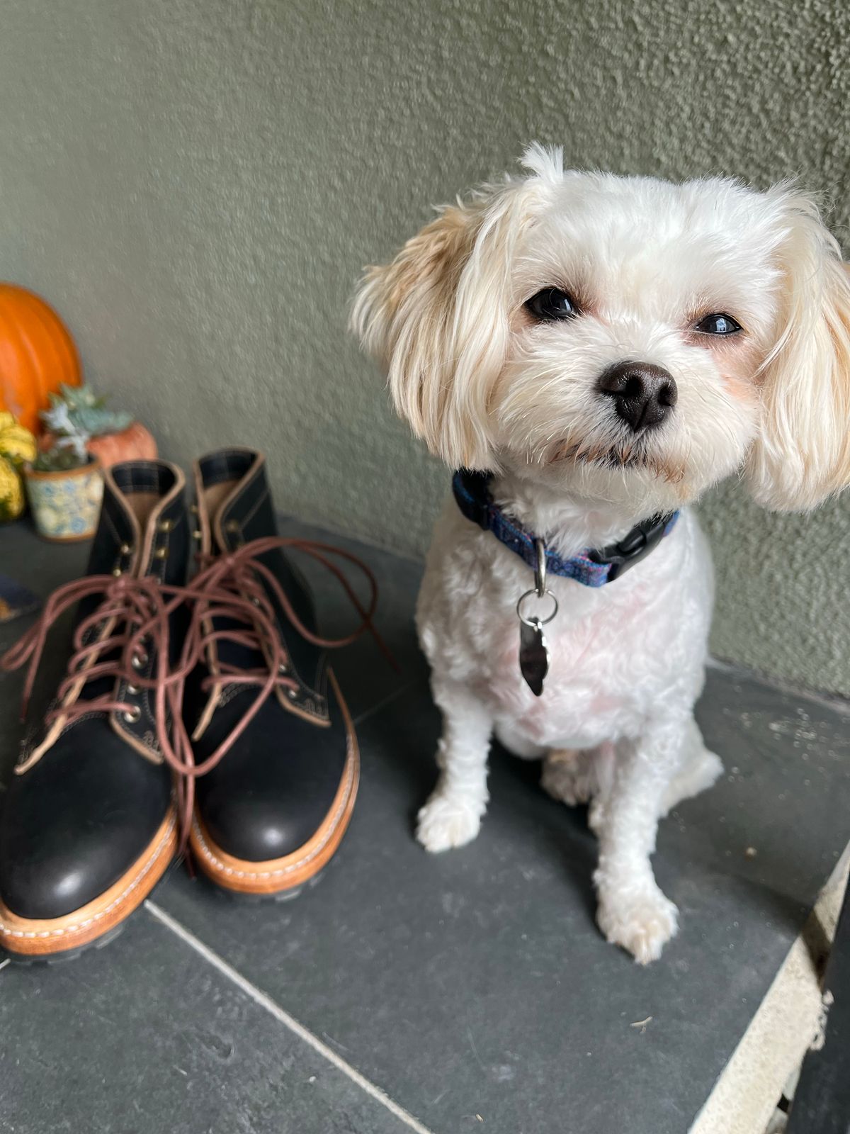 Photo by ellieberk on October 5, 2022 of the Truman Unlisted Model in Horween Black Teacore Chromexcel.