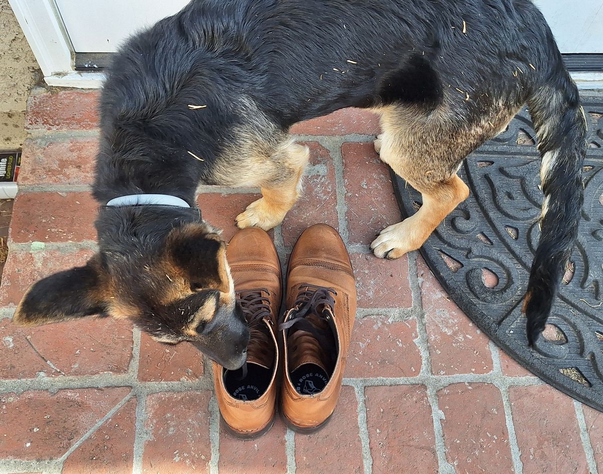 Photo by brypadilla on November 5, 2024 of the Thursday Captain in Horween Natural Chromexcel.