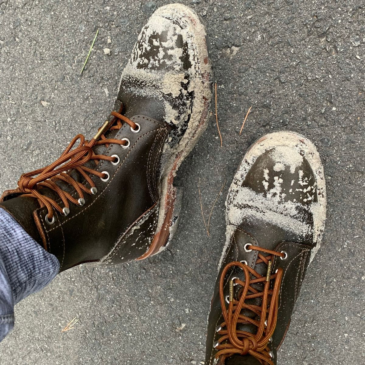 Photo by robyn on September 16, 2021 of the White's MP-Sherman Plain Toe in Horween Olive Waxed Flesh.